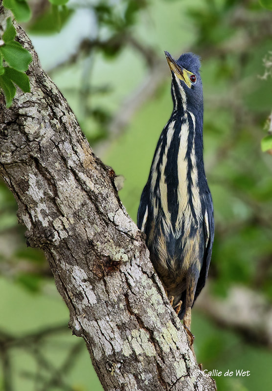 Nikon D750 + Nikon AF-S Nikkor 600mm F4G ED VR sample photo. Dwarf bittern photography