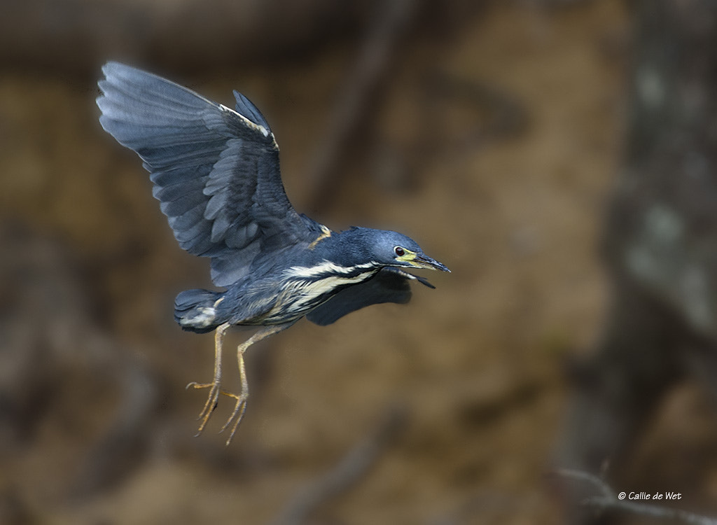 Nikon D750 + Nikon AF-S Nikkor 600mm F4G ED VR sample photo. Dwarf bittern photography