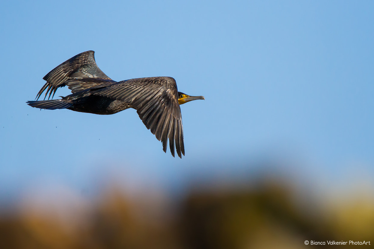 Canon EOS 7D + Sigma 105mm F2.8 EX DG Macro sample photo. Phalacrocorax carbo (cormorant) photography
