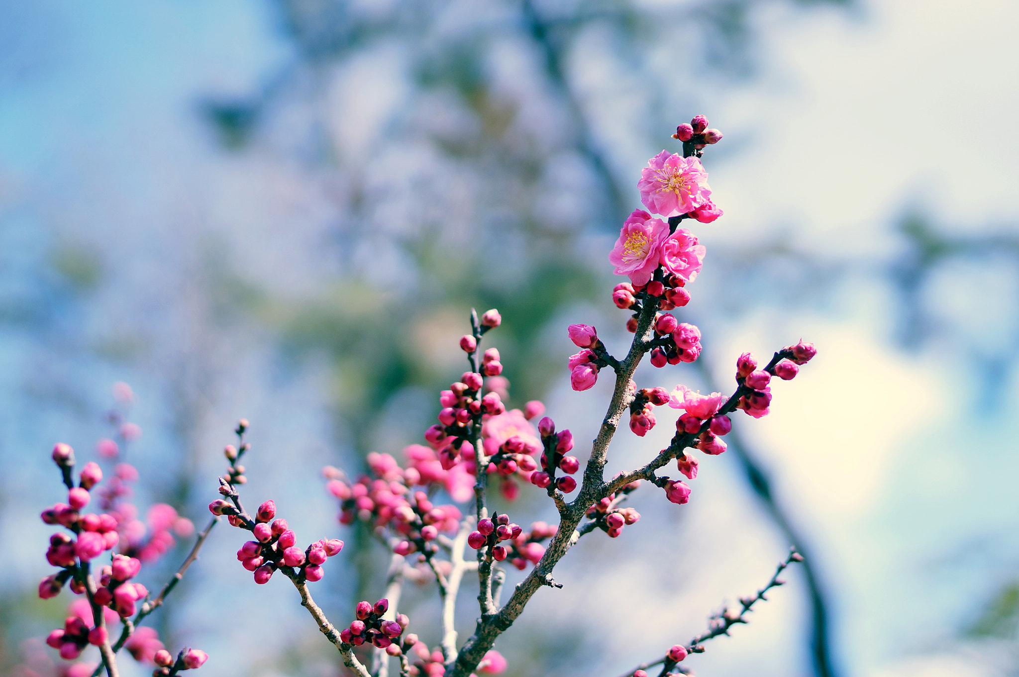 Sony Alpha NEX-6 + Sony Distagon T* FE 35mm F1.4 ZA sample photo. Plum flower photography