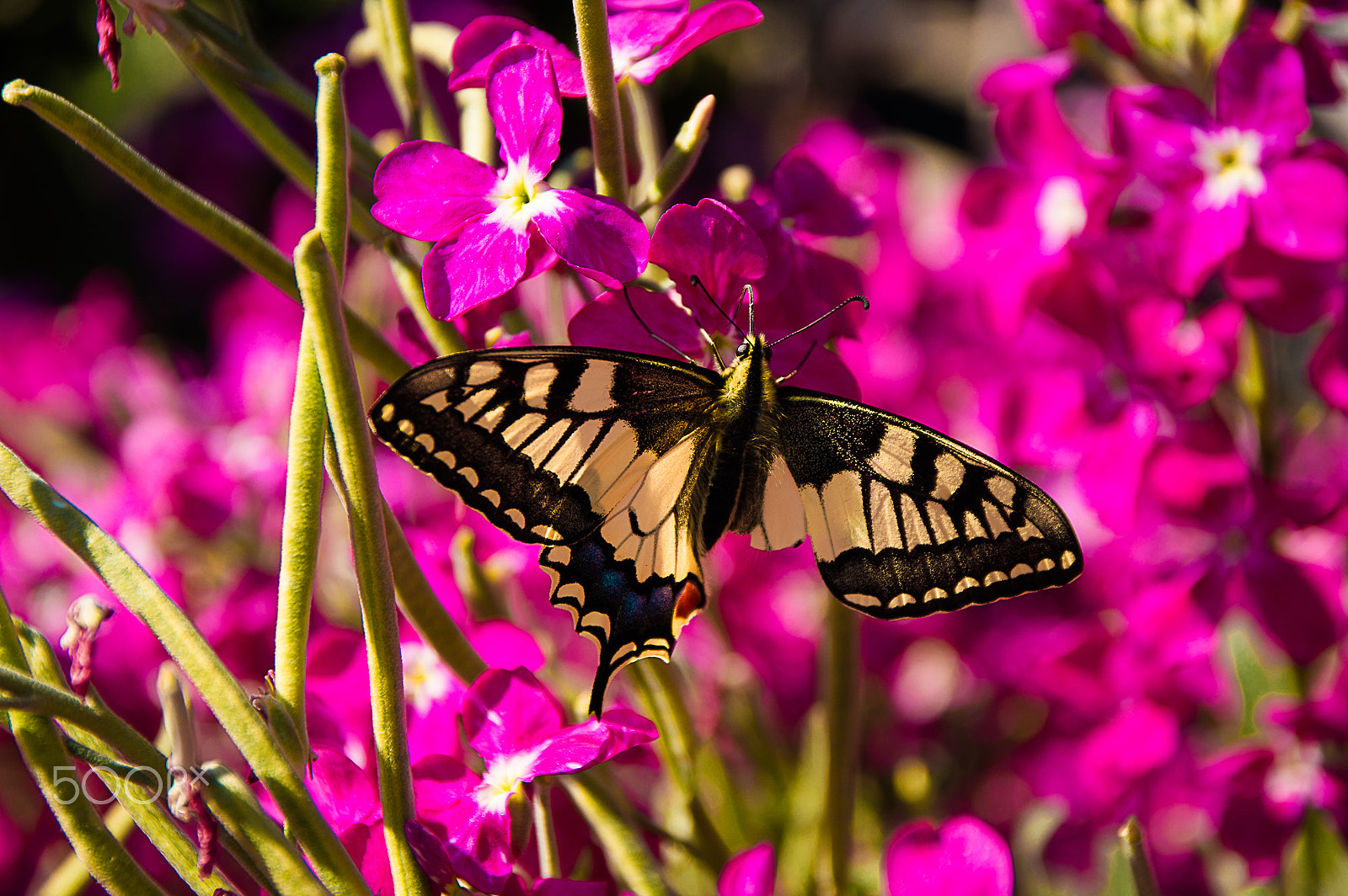 Sigma 17-70mm F2.8-4 DC Macro OS HSM | C sample photo. Imperfect beauty photography