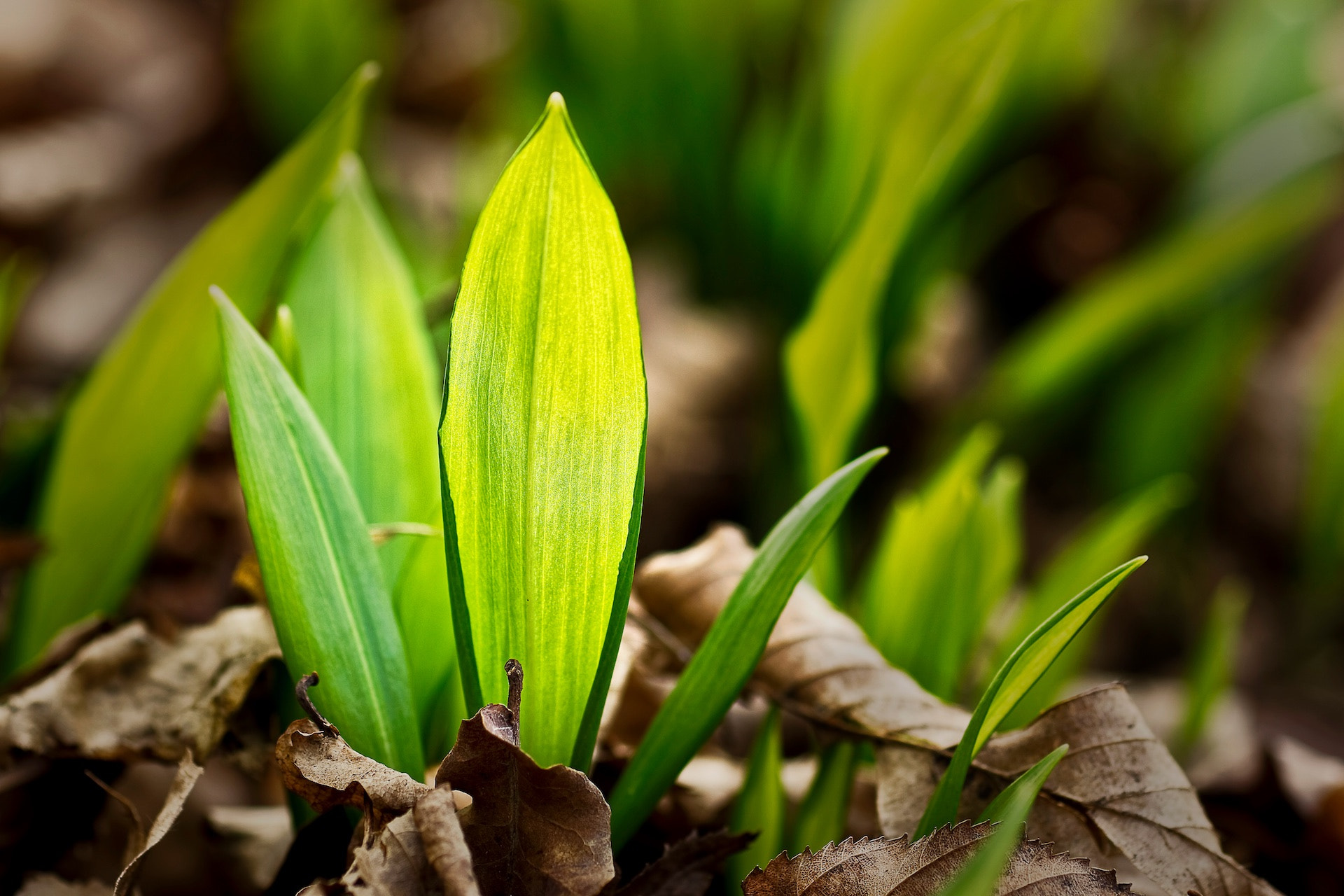 Sony SLT-A77 + Minolta AF 100mm F2.8 Macro [New] sample photo. Spring time photography