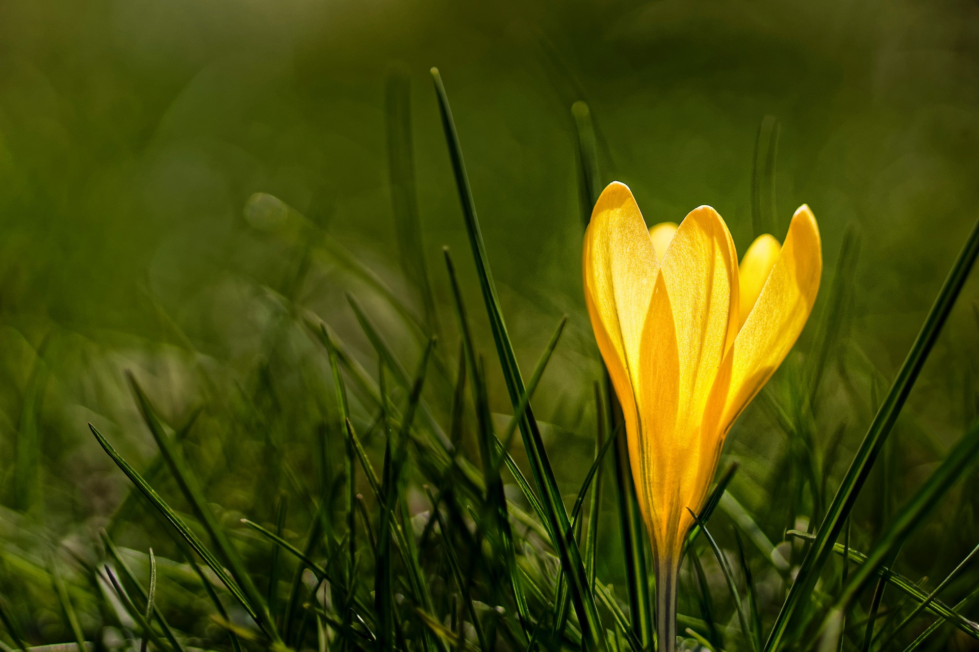 Sony SLT-A77 + Minolta AF 100mm F2.8 Macro [New] sample photo. Spring time photography
