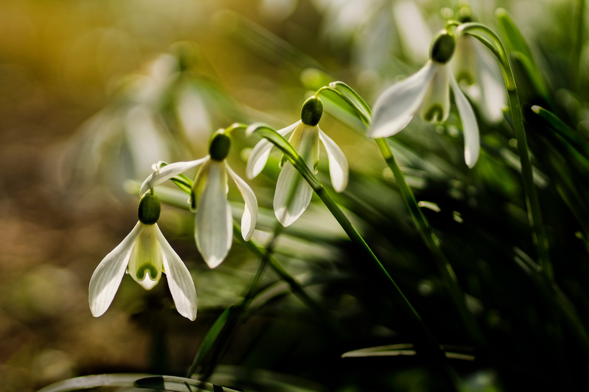 Sony SLT-A77 + Minolta AF 100mm F2.8 Macro [New] sample photo. Spring time photography