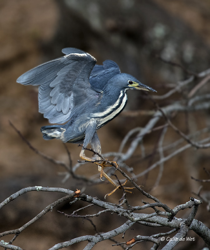 Nikon D750 + Nikon AF-S Nikkor 600mm F4G ED VR sample photo. Dwarf bittern photography