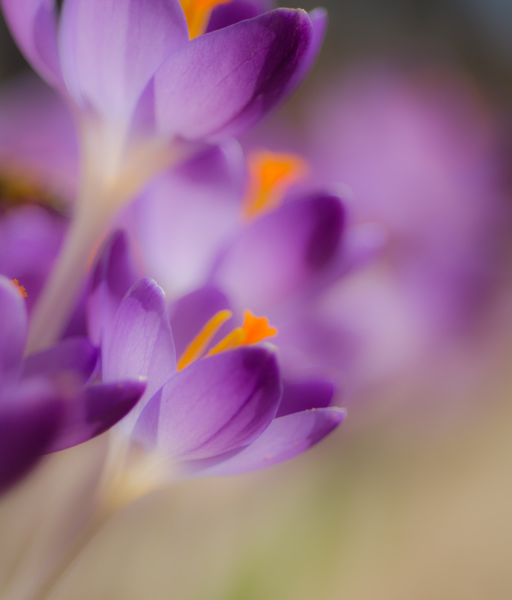 Nikon D7000 + AF Micro-Nikkor 60mm f/2.8 sample photo. Spirit lifter..leaving winter entering spring photography