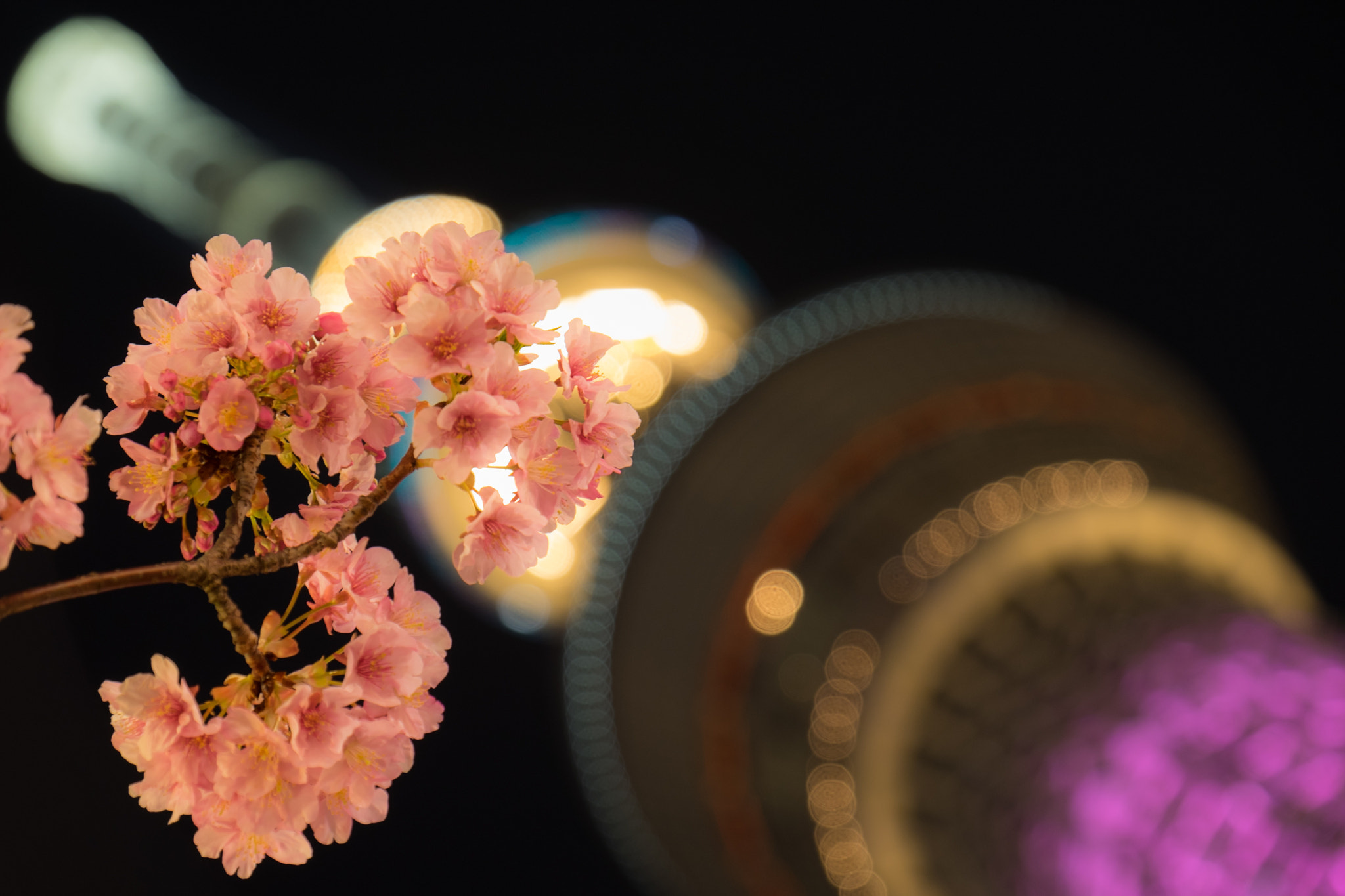 Fujifilm X-E2 + Fujifilm XF 18-135mm F3.5-5.6 R LM OIS WR sample photo. Sakura and skytree photography