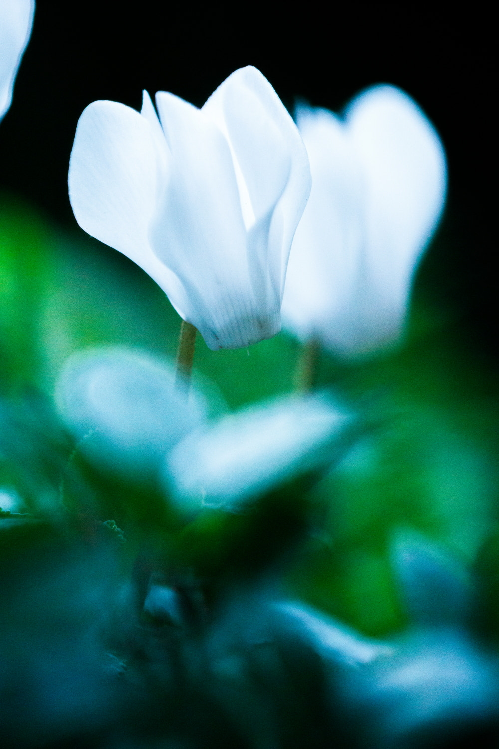Canon EF 180mm F3.5L Macro USM sample photo. Cyclamen photography