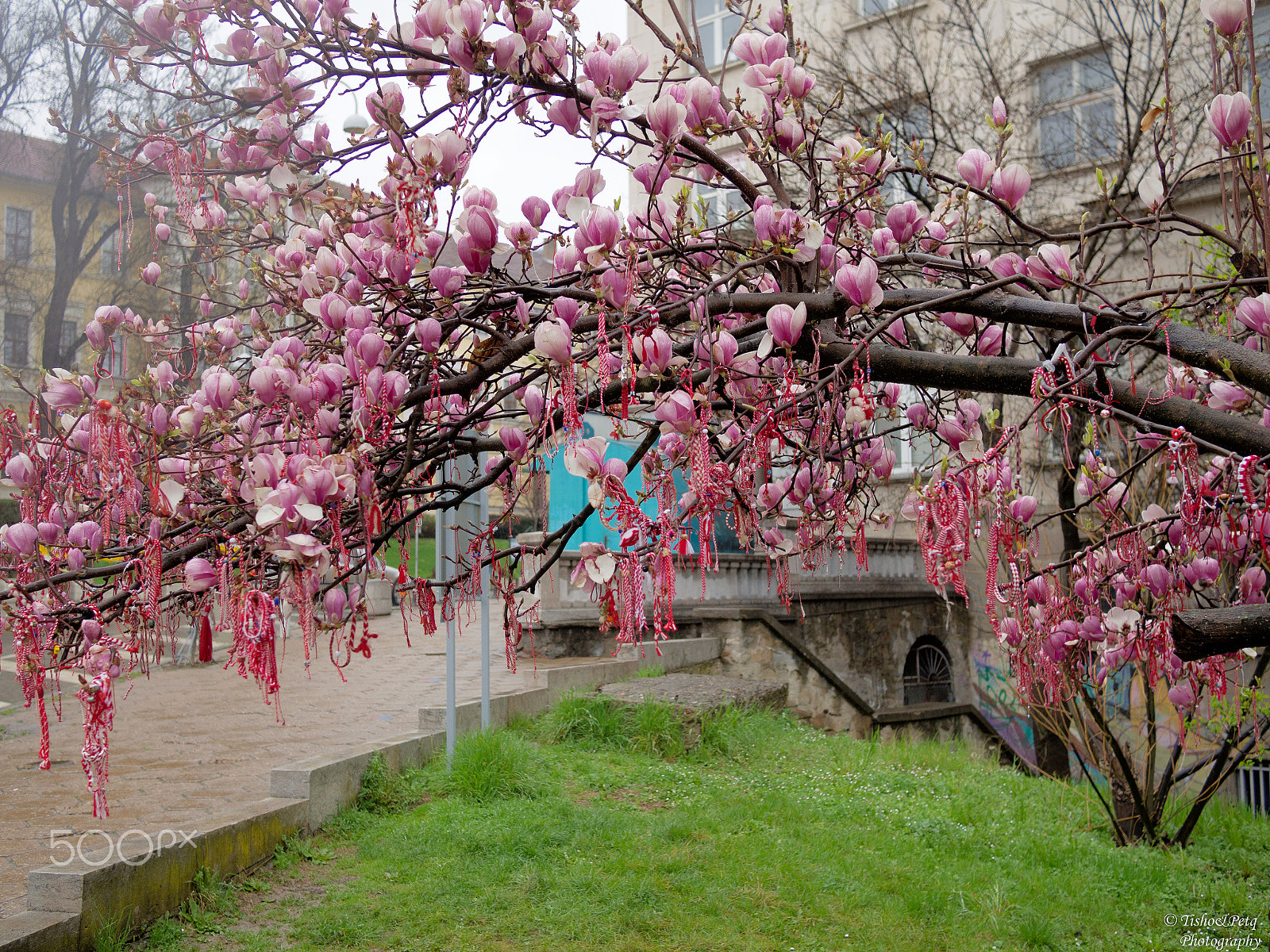 Olympus OM-D E-M5 + LUMIX G 20/F1.7 II sample photo. Spring is coming 2 photography