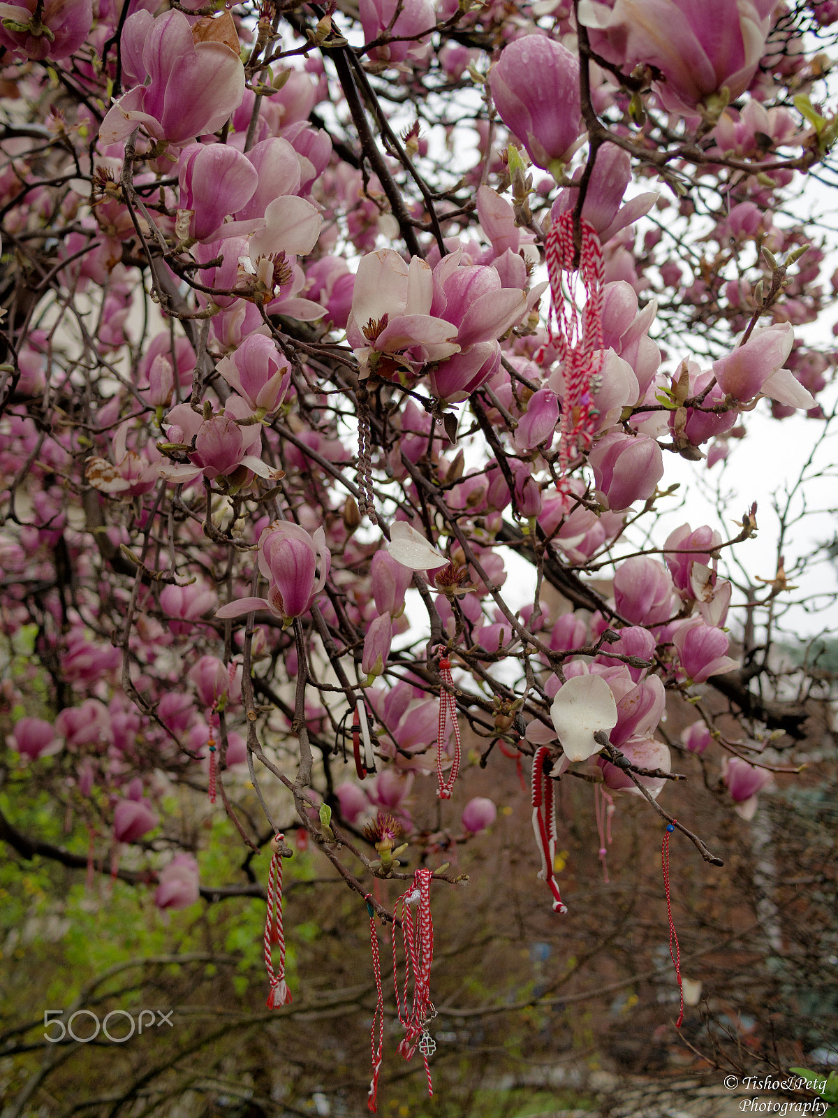 Olympus OM-D E-M5 + LUMIX G 20/F1.7 II sample photo. Spring is coming 3 photography