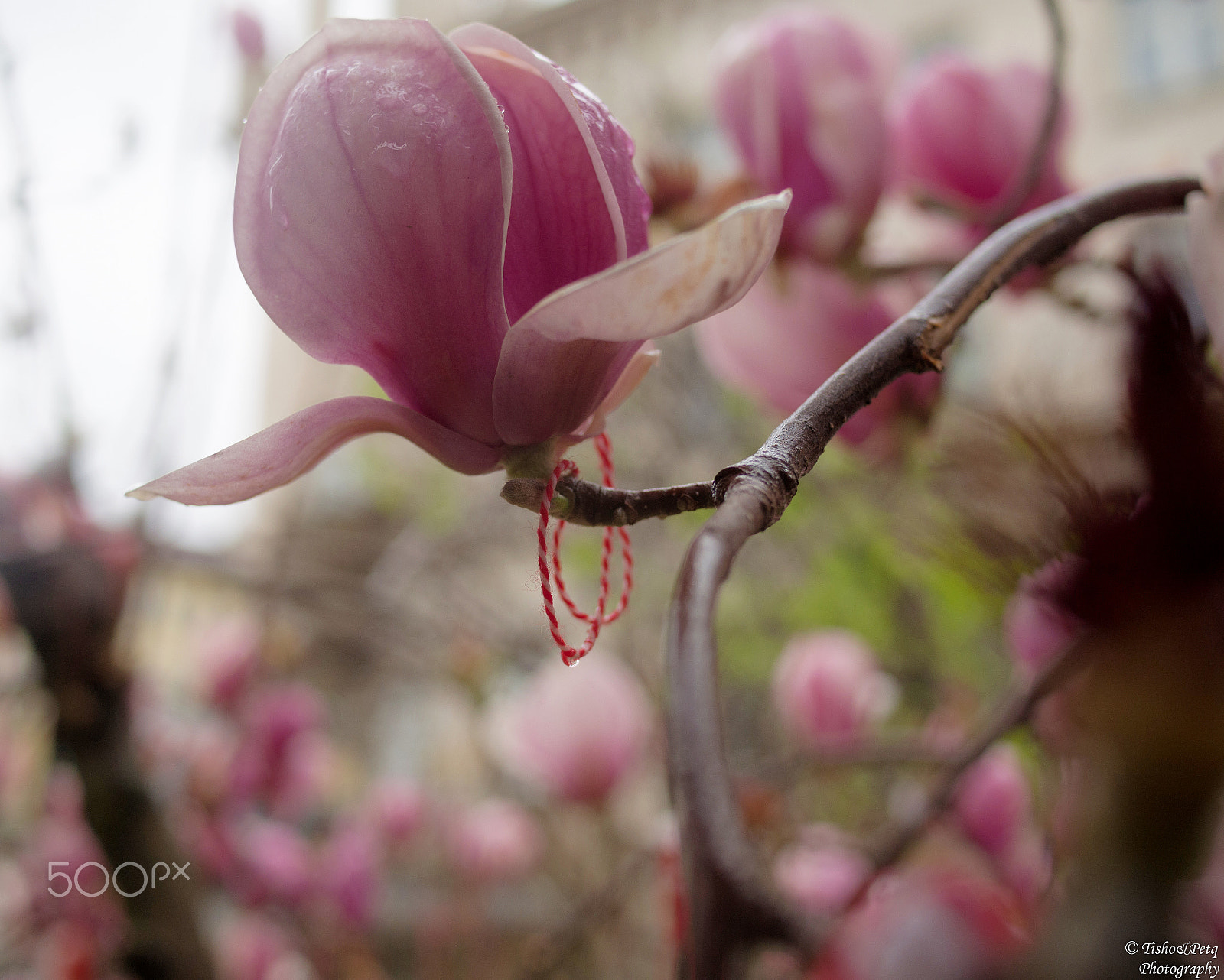 Olympus OM-D E-M5 + LUMIX G 20/F1.7 II sample photo. Spring is coming 4 photography