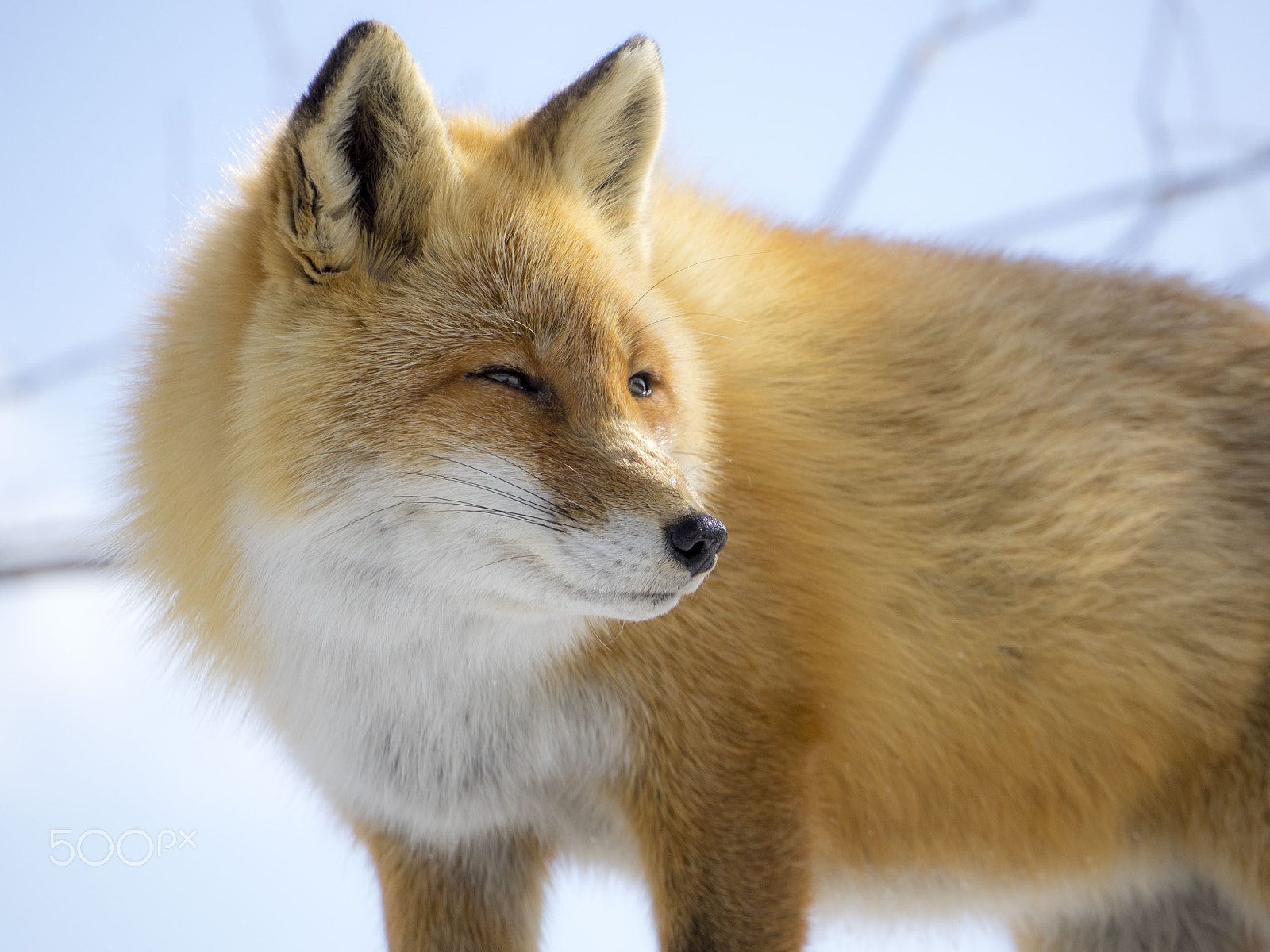 LUMIX G VARIO 45-150/F4.0-5.6 sample photo. Smile fox 　笑顔のキタキツネ photography