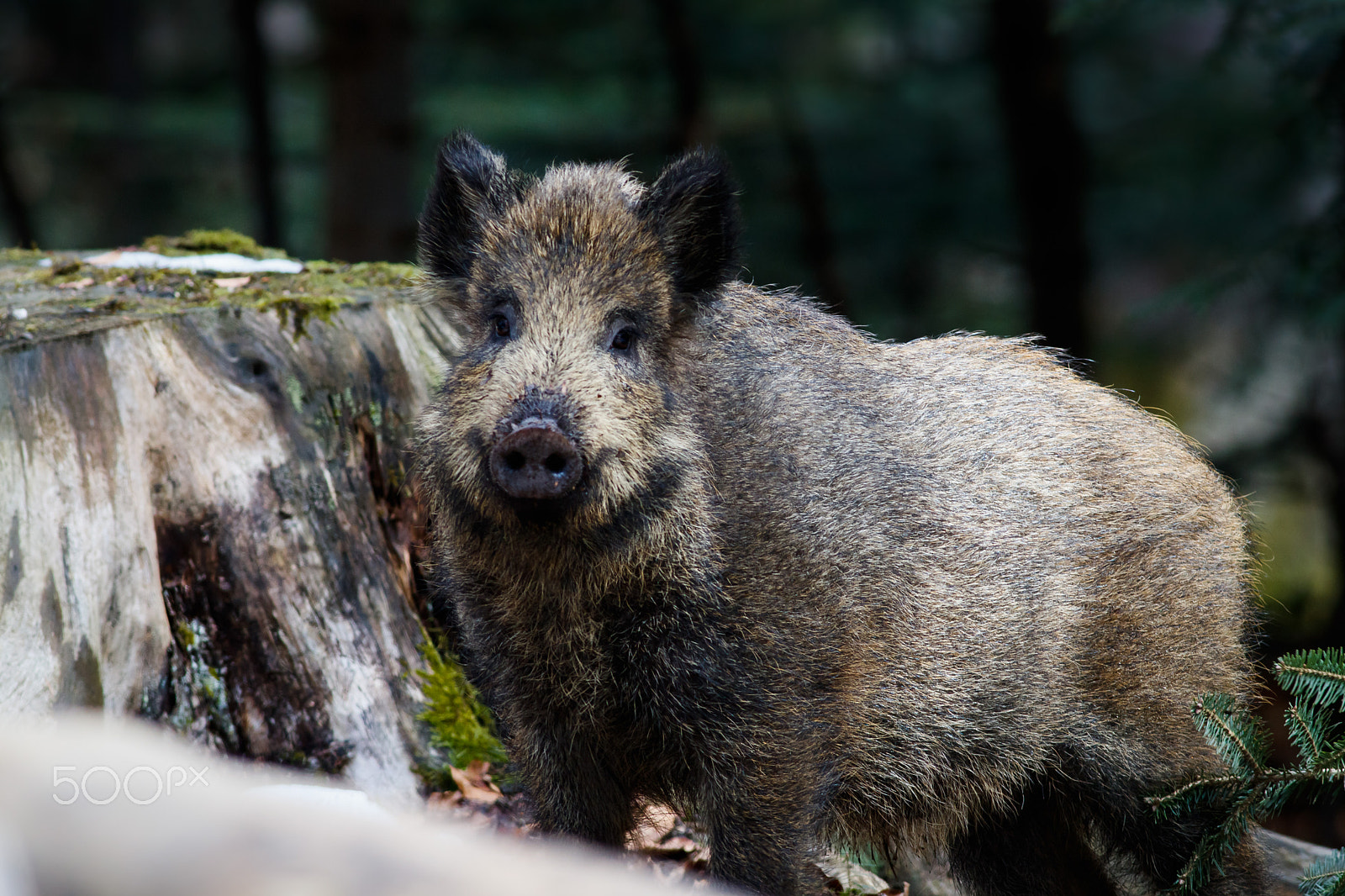 Canon EOS 760D (EOS Rebel T6s / EOS 8000D) + Canon EF 400mm F5.6L USM sample photo. Prase divoké-Šumava photography