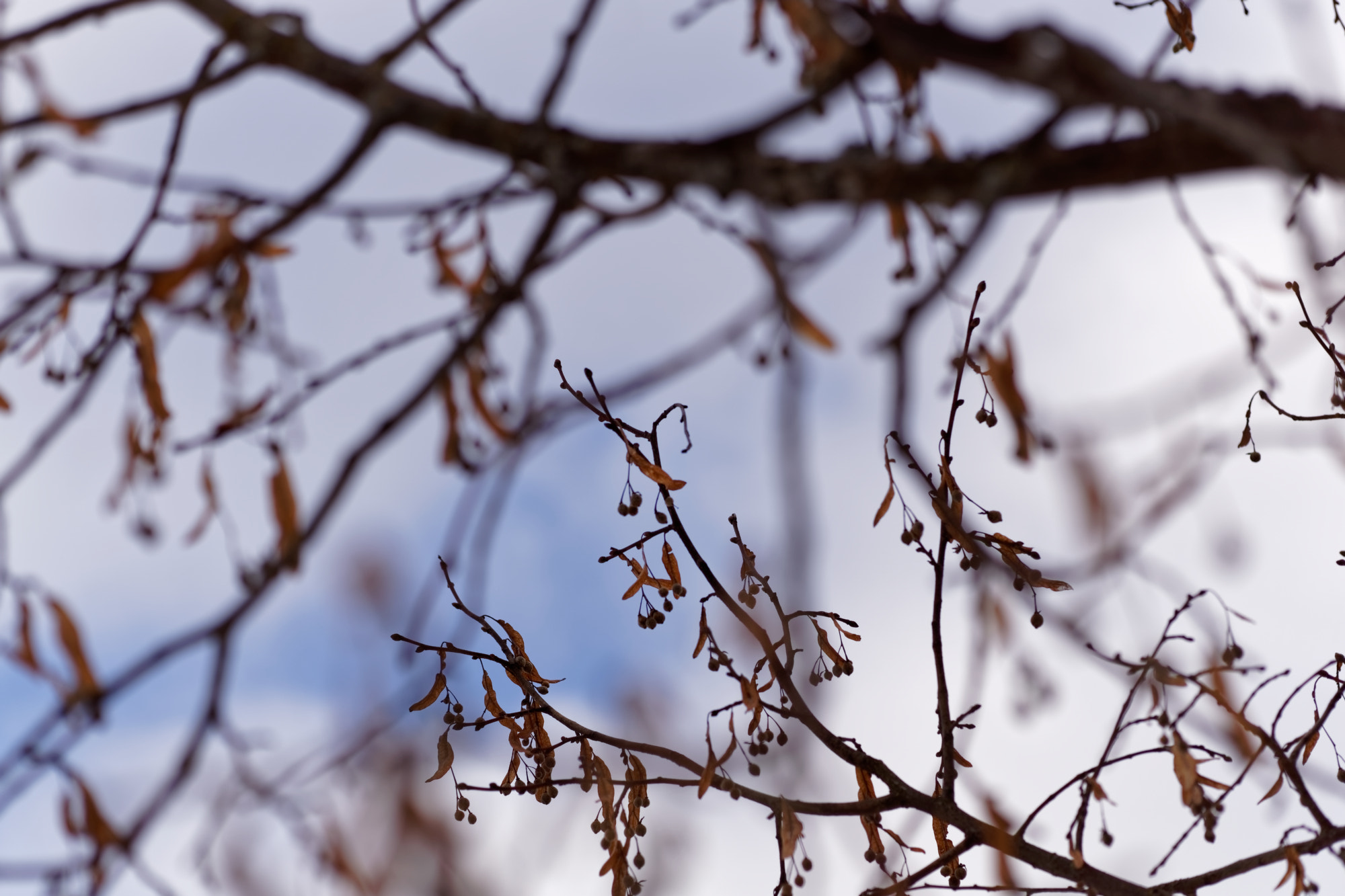 Sigma 60mm F2.8 DN Art sample photo. Berries photography