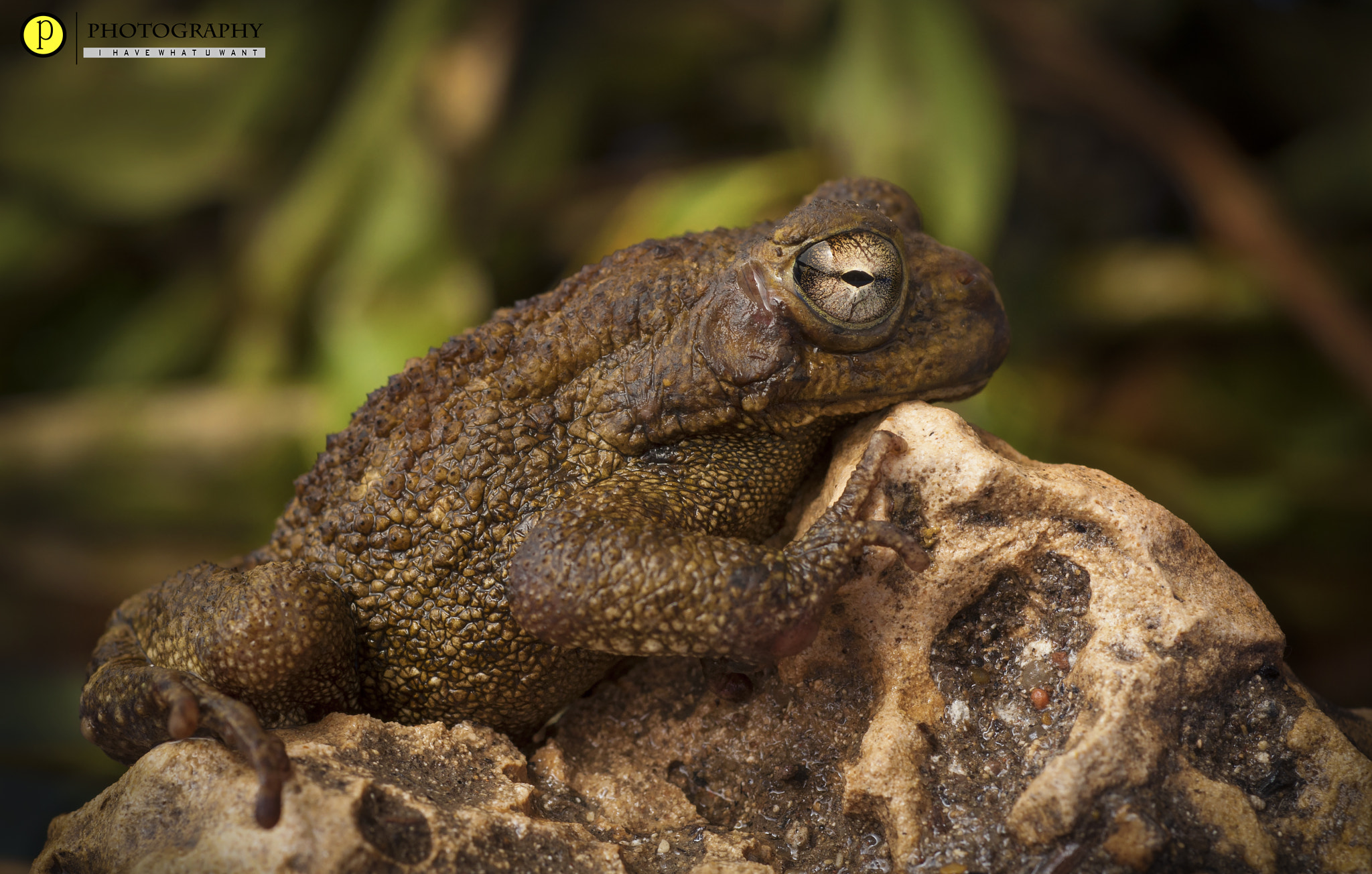 Nikon D90 + Nikon AF Micro-Nikkor 60mm F2.8D sample photo. Frog photography