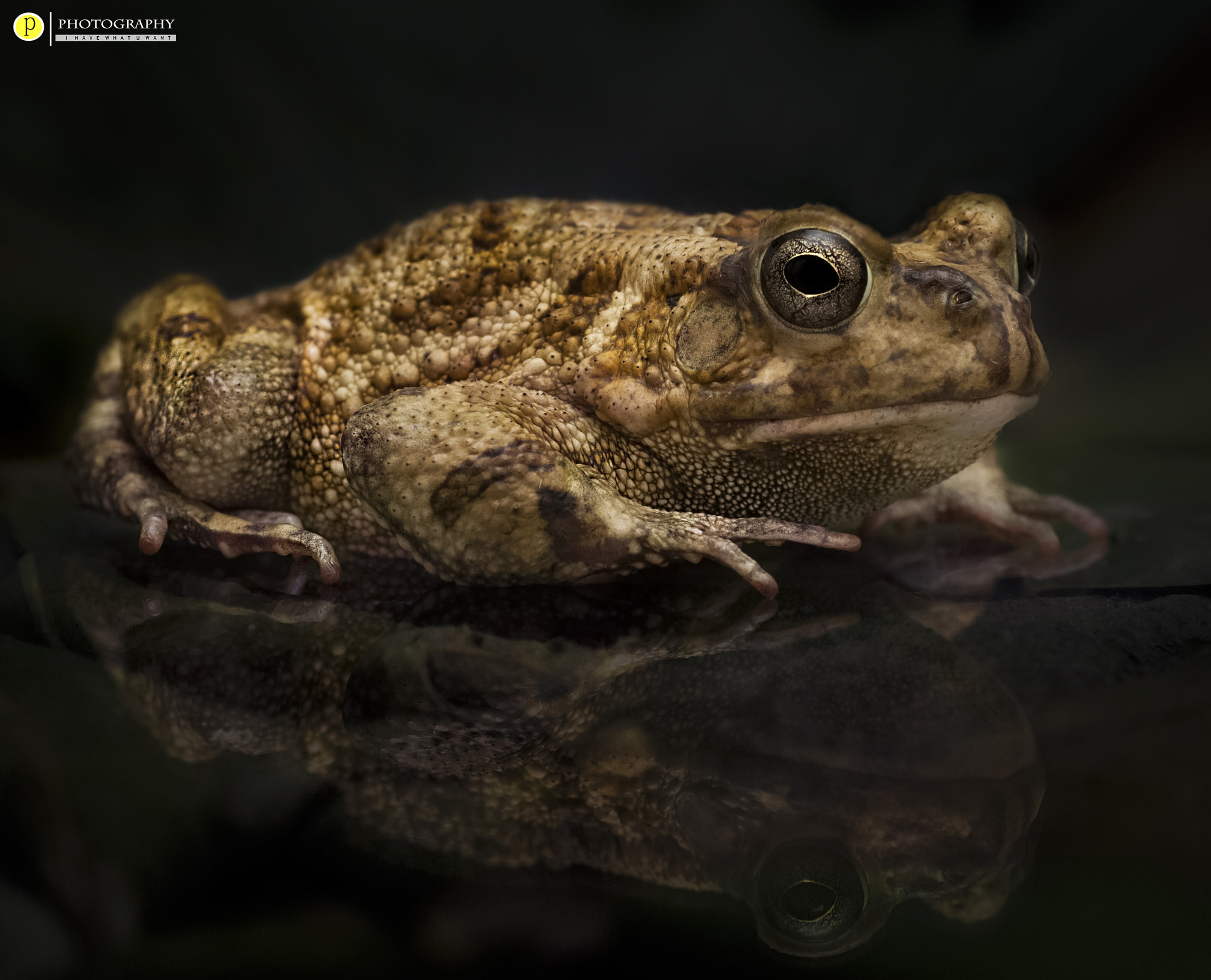 Nikon D90 + Nikon AF Micro-Nikkor 60mm F2.8D sample photo. Frog photography