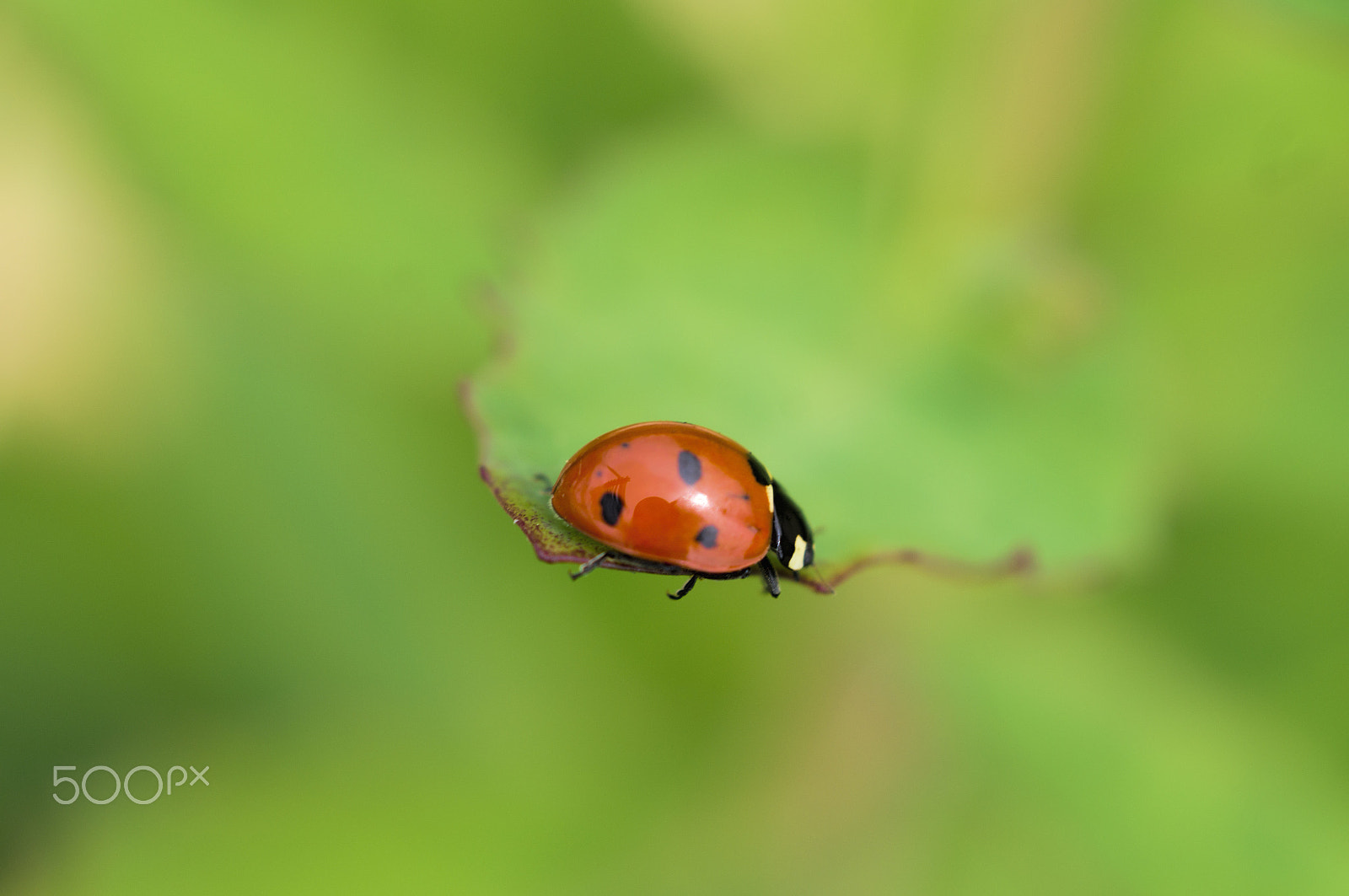 Sony 50mm F2.8 Macro sample photo. It's a big world photography