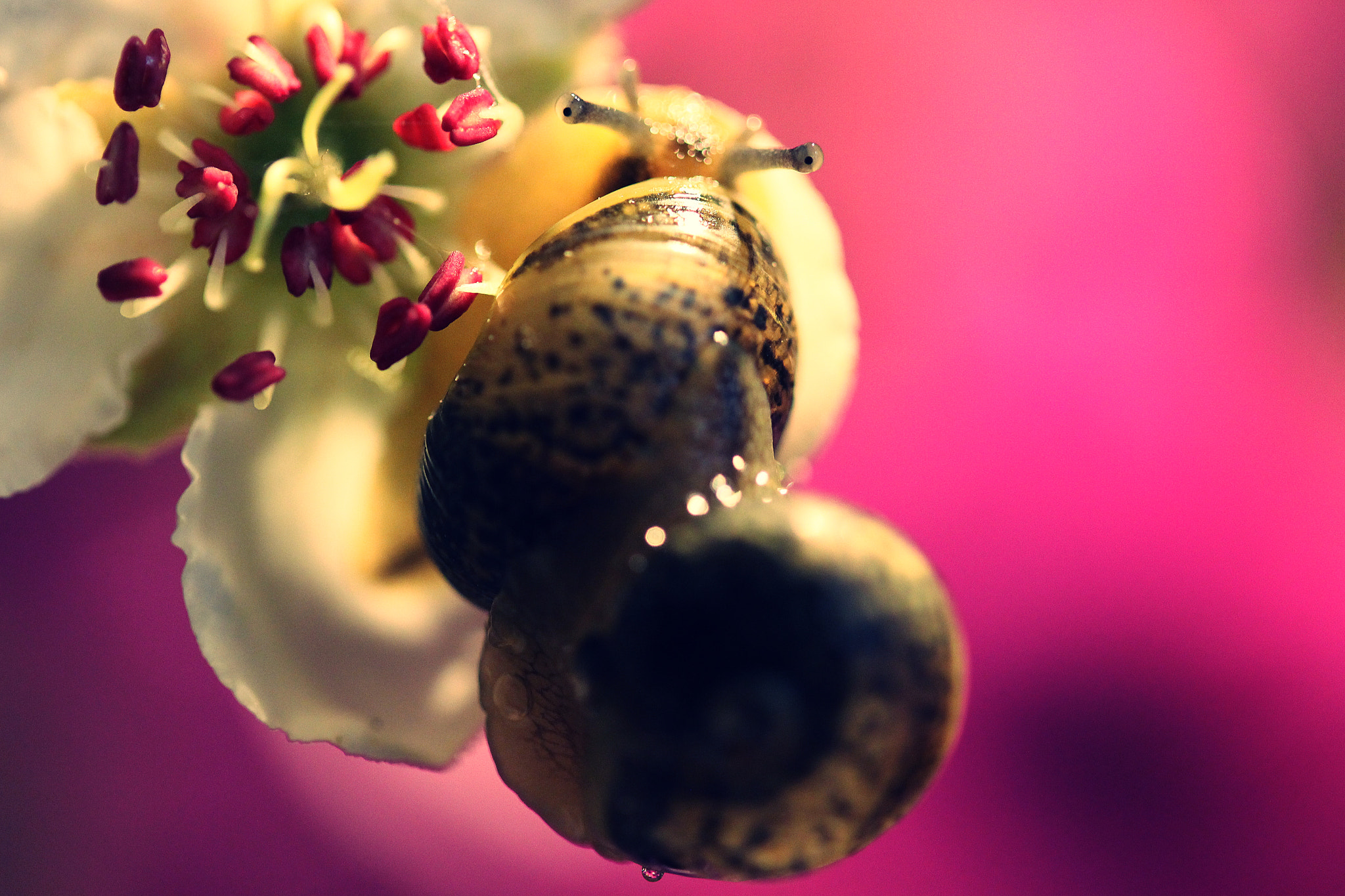 Canon EF-S 60mm F2.8 Macro USM sample photo. Do not let me fall photography