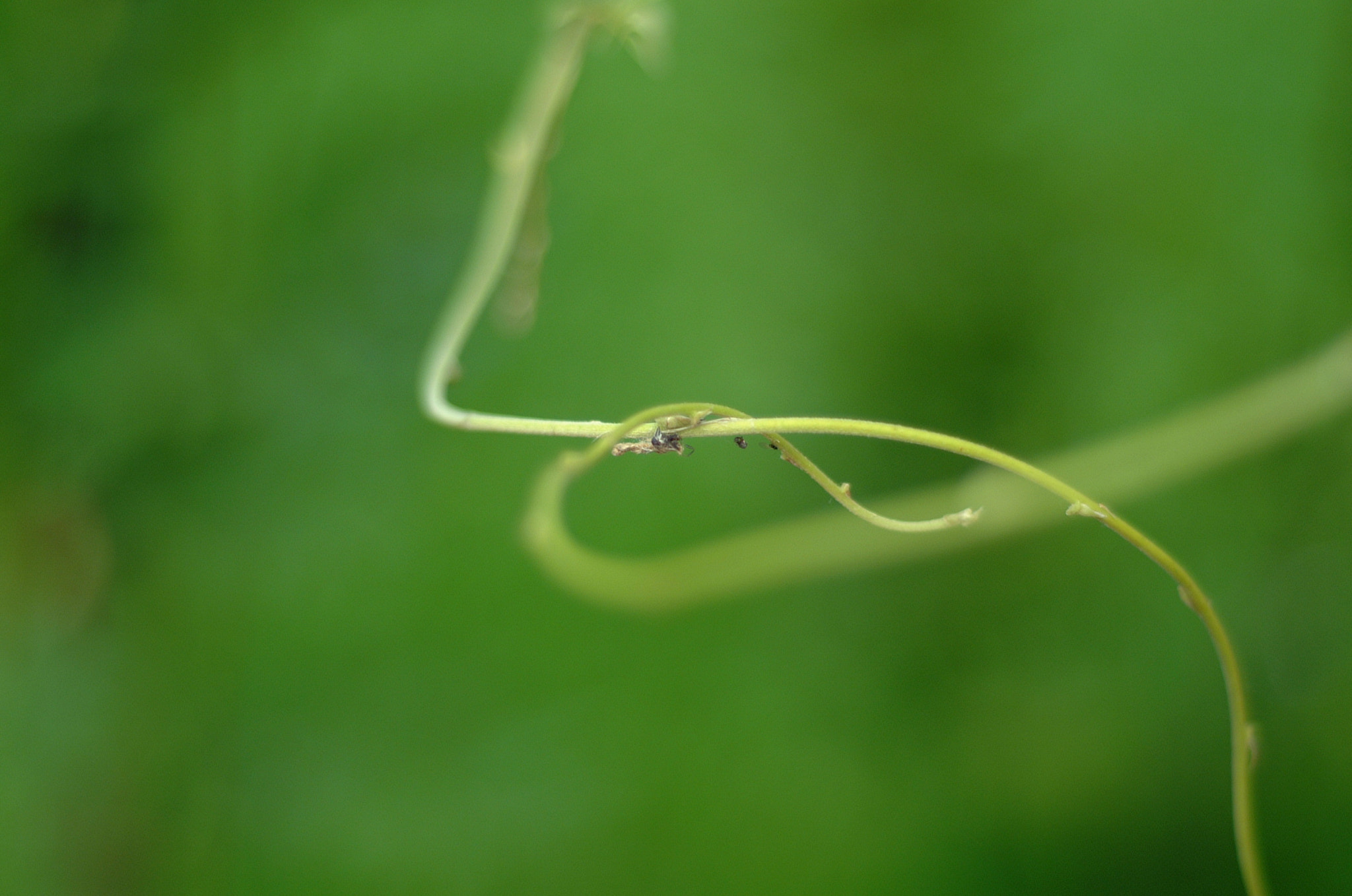 Fujifilm FinePix S1 Pro sample photo. Linea verde photography