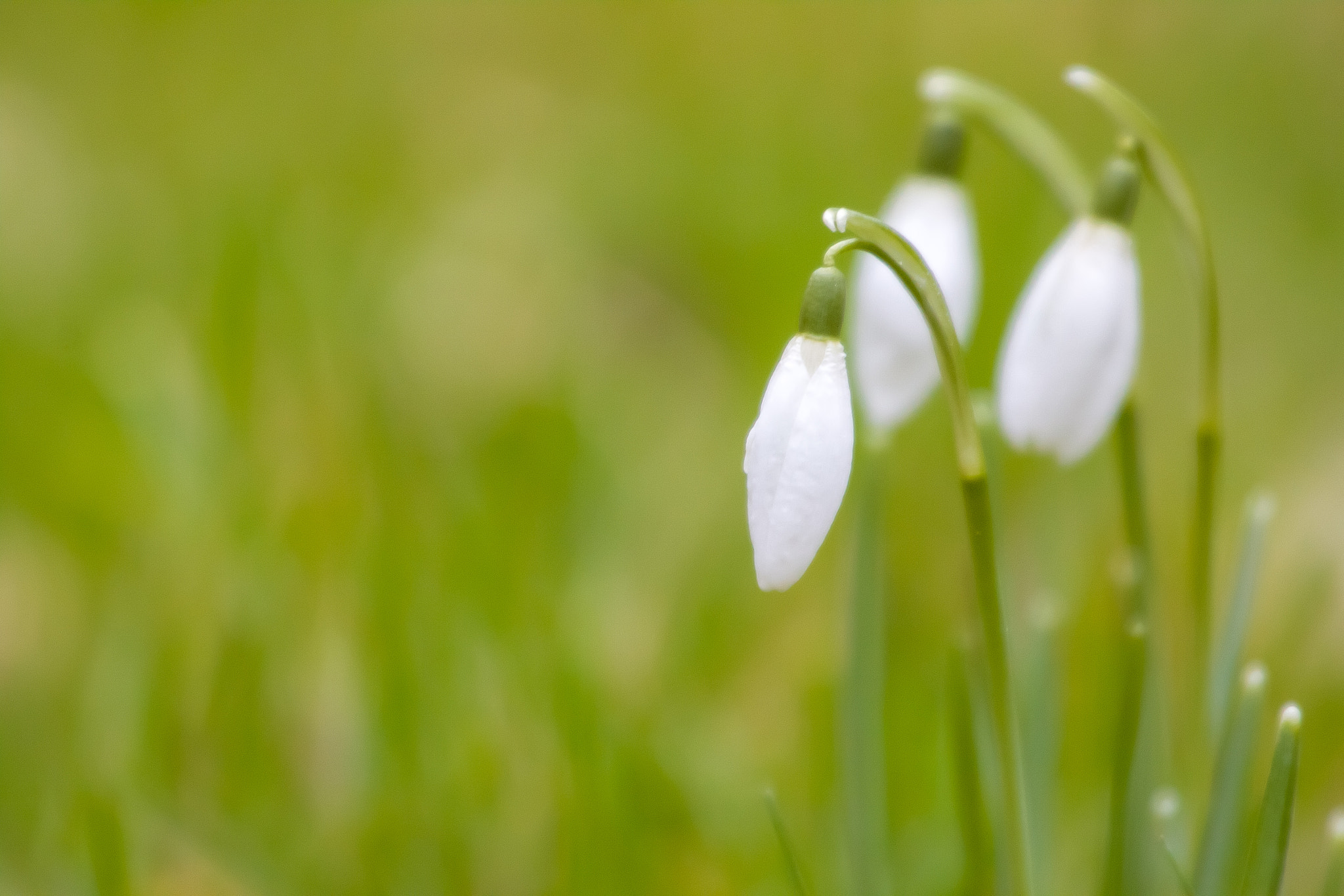 Canon EF 70-200mm F4L USM sample photo. Snowdrop photography