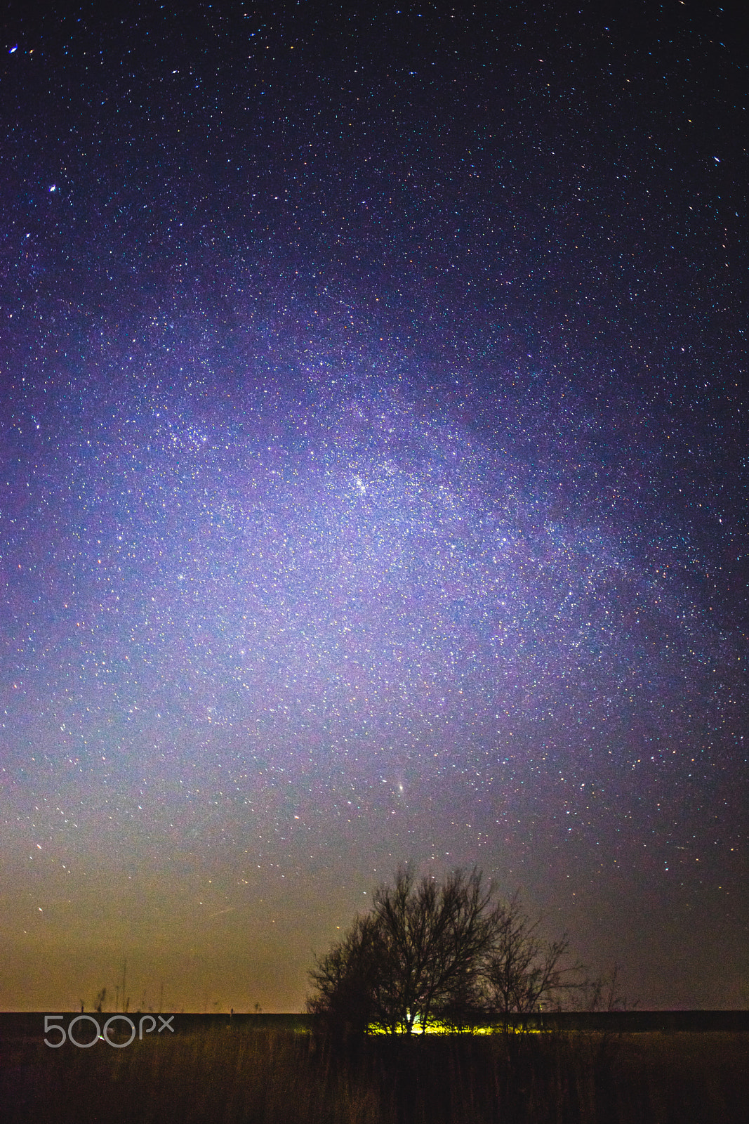 Sony a7 II + Minolta AF 24mm F2.8 sample photo. Star tree photography