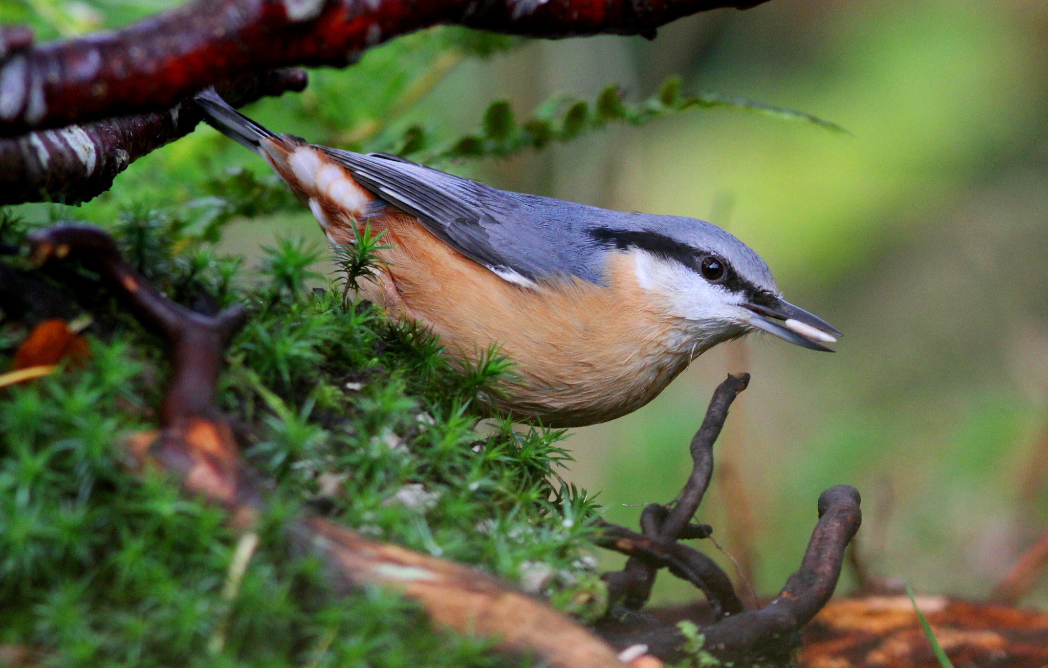 Canon EF 300mm F4L IS USM sample photo. Nuthatch with seed photography
