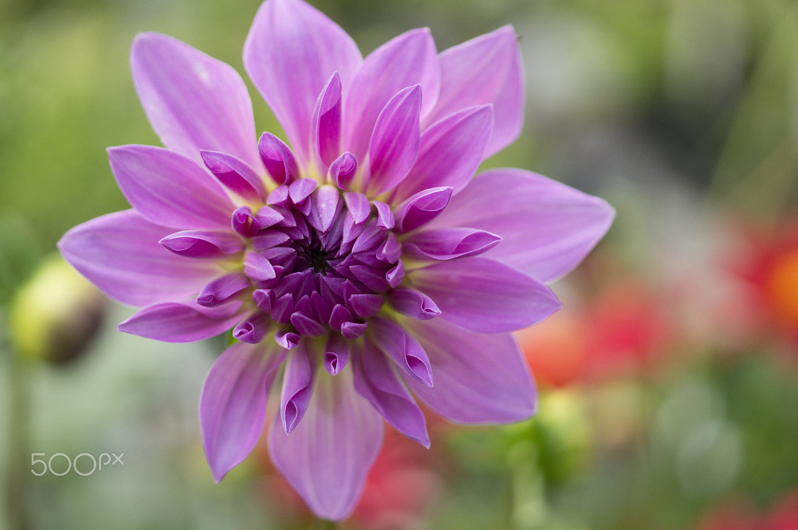 Sony 50mm F2.8 Macro sample photo. Purple dahlia photography