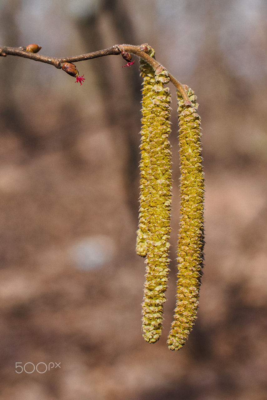 Olympus PEN E-PL6 + Olympus M.Zuiko Digital 25mm F1.8 sample photo. Hazel catkins photography