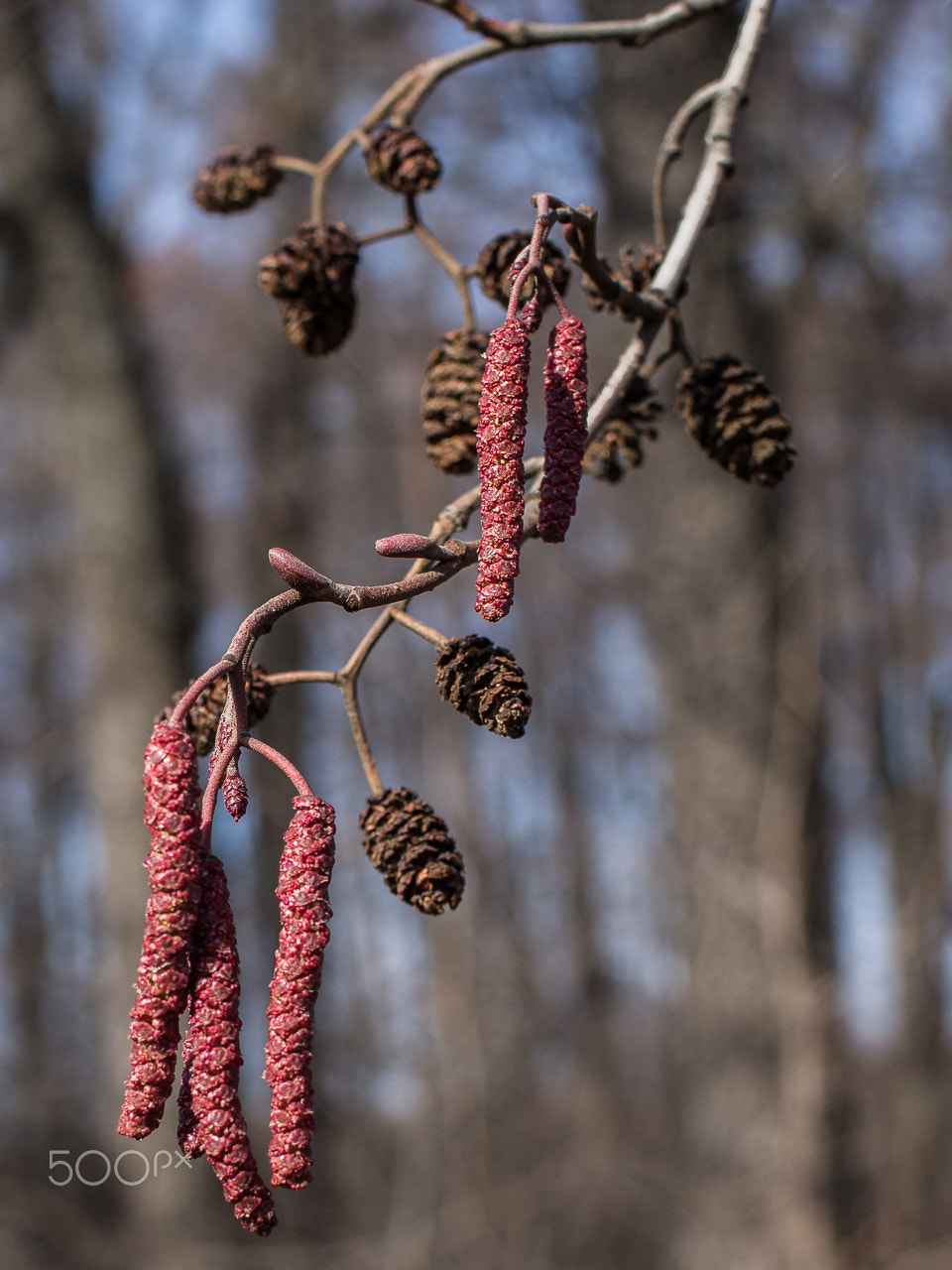 Olympus PEN E-PL6 + Olympus M.Zuiko Digital 25mm F1.8 sample photo. Alder catkins photography