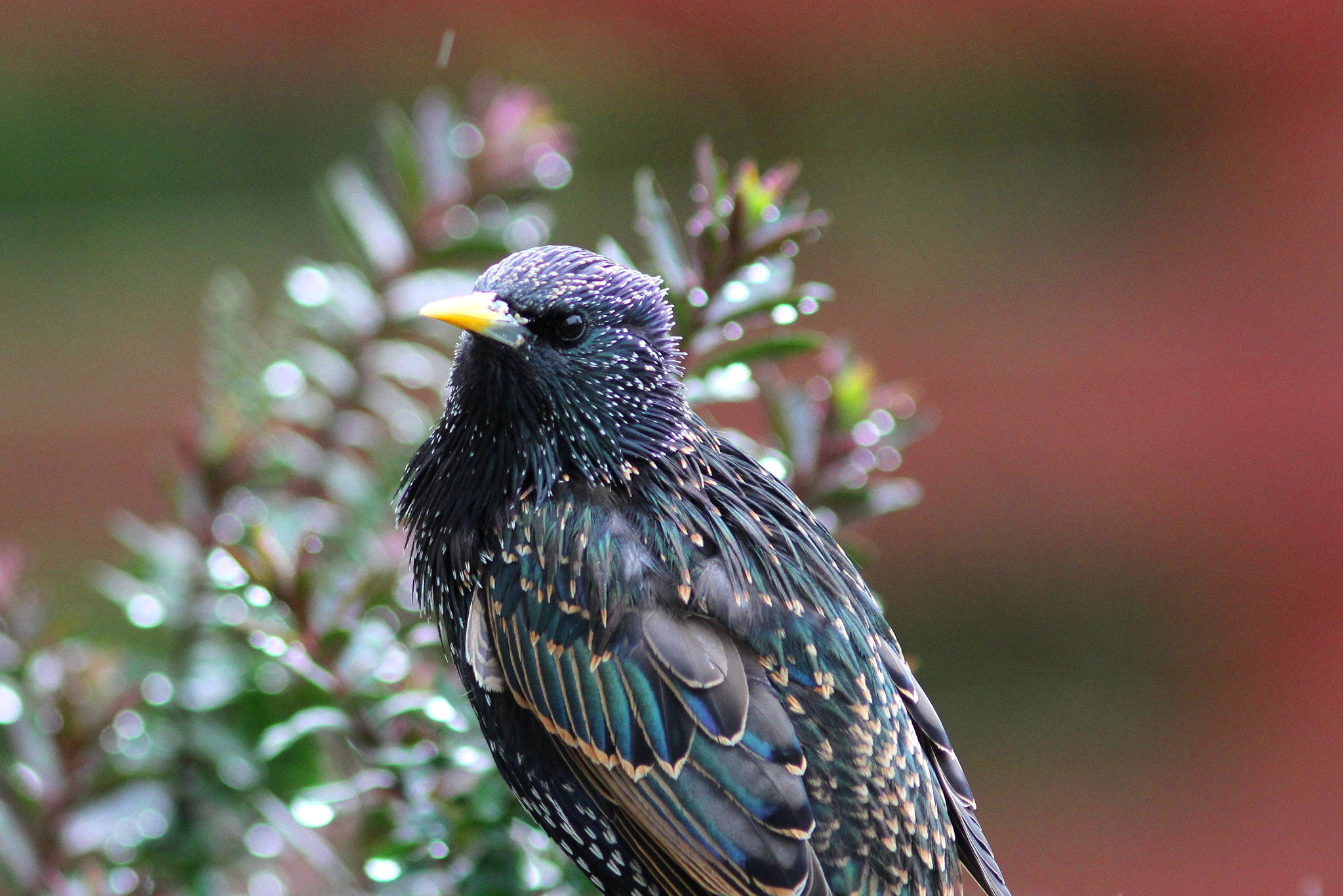 Canon EF 300mm F4L IS USM sample photo. Starling photography