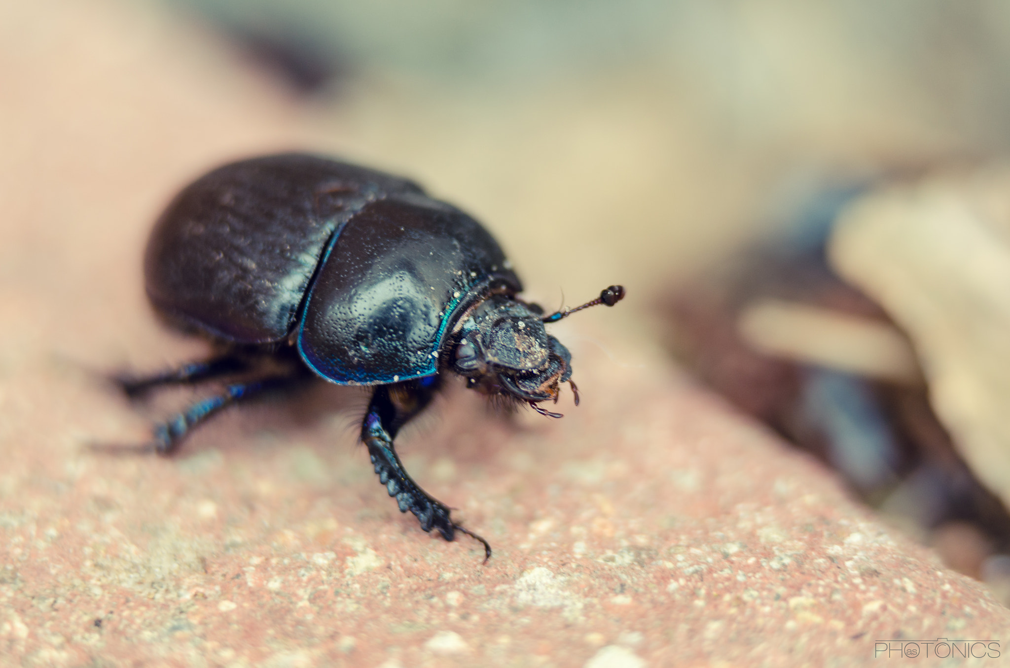 Nikon AF-S Nikkor 70-200mm F2.8G ED VR II sample photo. Dung beetle photography