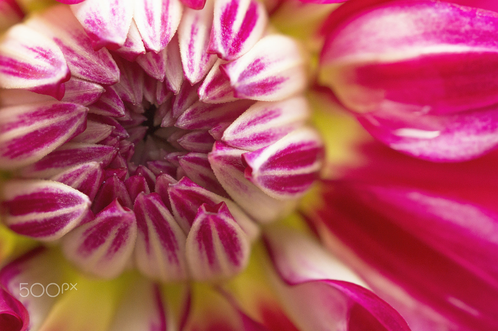 Sony 50mm F2.8 Macro sample photo. Striped dahlia photography