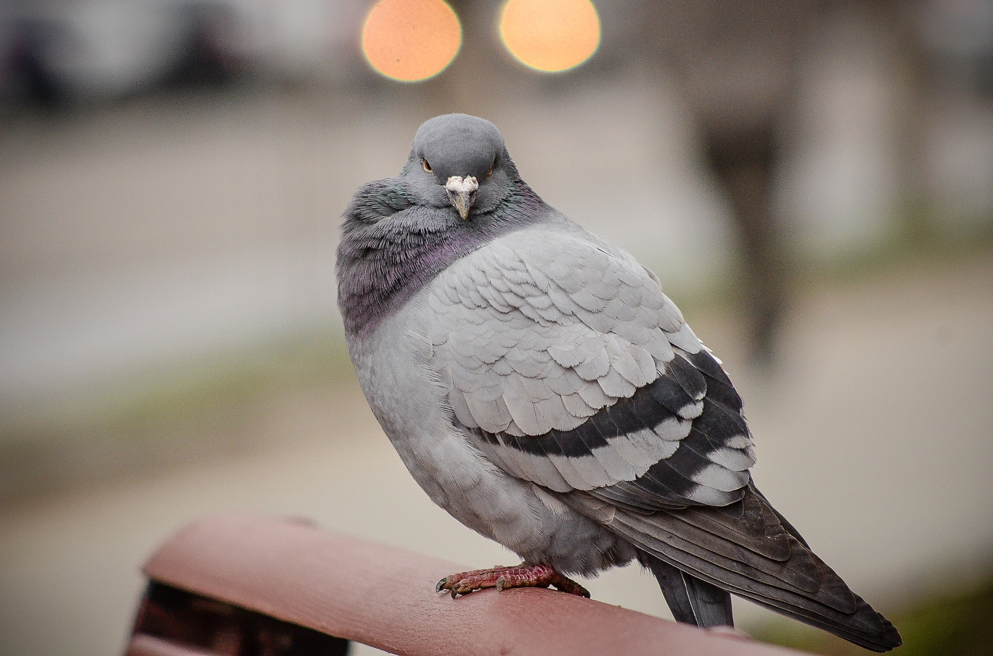 Nikon D7000 + AF Nikkor 70-210mm f/4-5.6 sample photo. Fluffy photography