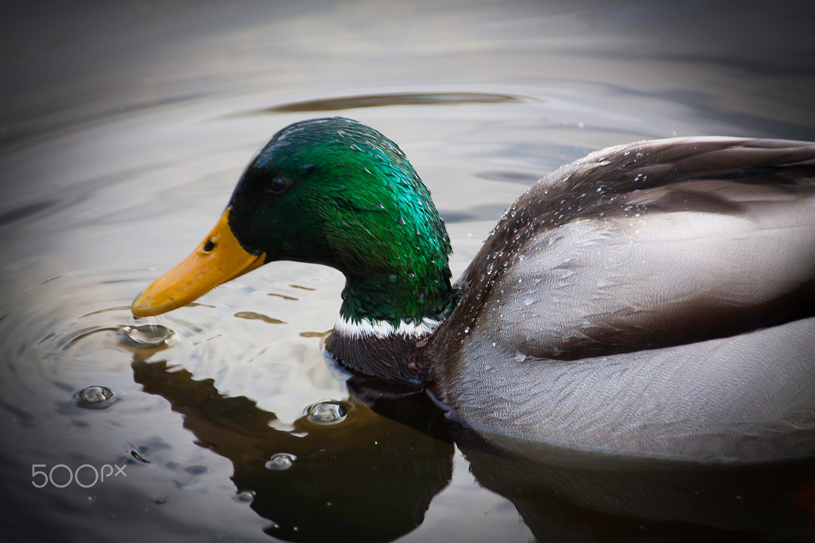 Sigma 18-250mm F3.5-6.3 DC OS HSM sample photo. Wiener duck photography