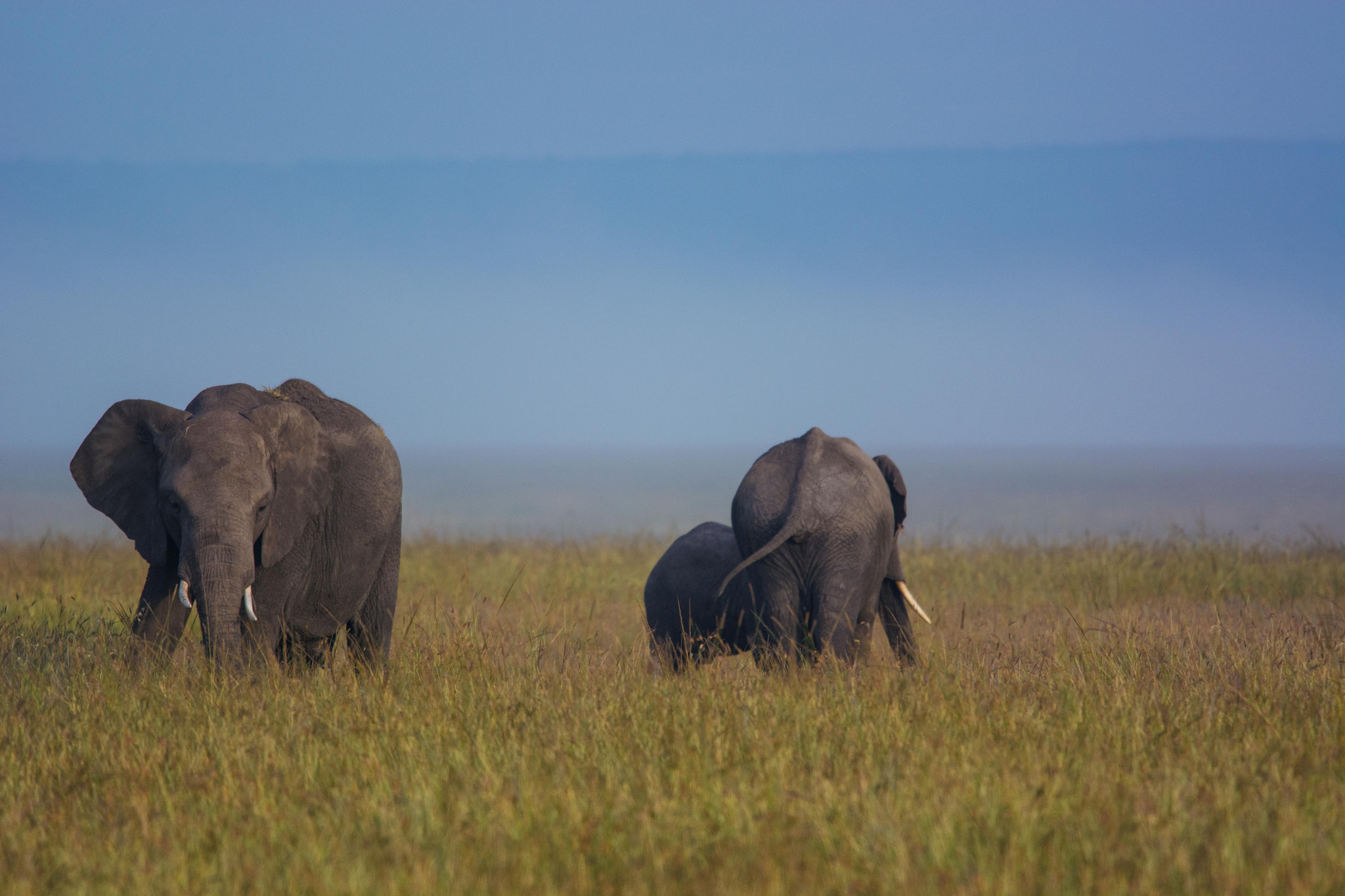 Nikon Nikkor AF-S 300mm F4E PF ED VR sample photo. Morning in the mara photography