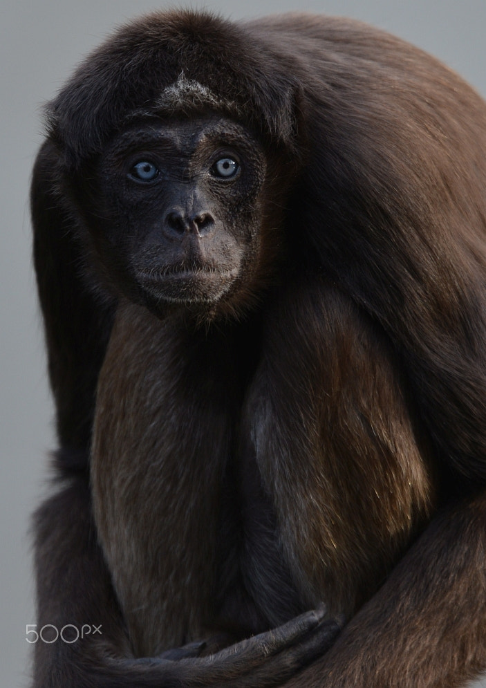 Nikon D800 + Nikon AF-S Nikkor 400mm F2.8G ED VR II sample photo. White-fronted spider monkey (ateles hybridus) photography