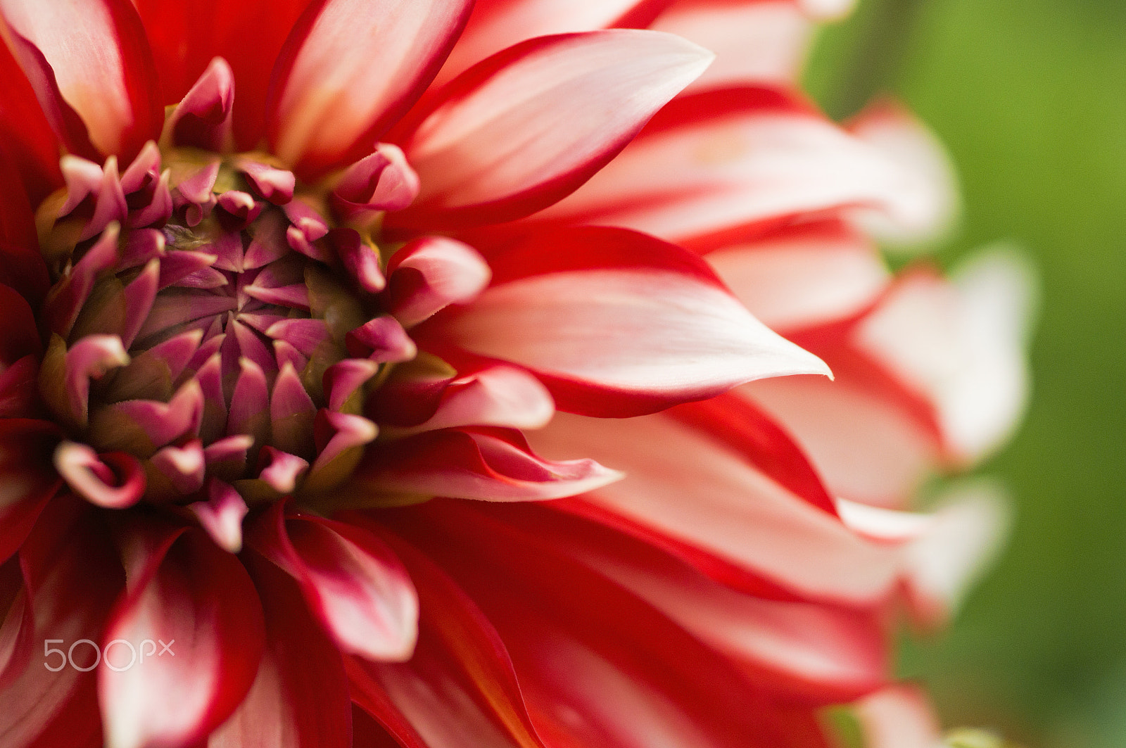 Sony SLT-A57 + Sony 50mm F2.8 Macro sample photo. Striking stripes photography