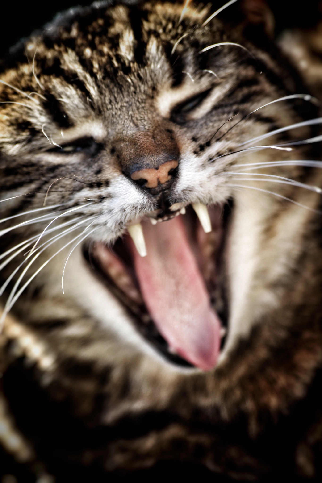 Canon EOS 600D (Rebel EOS T3i / EOS Kiss X5) + Canon 70-300mm sample photo. Furious cat photography