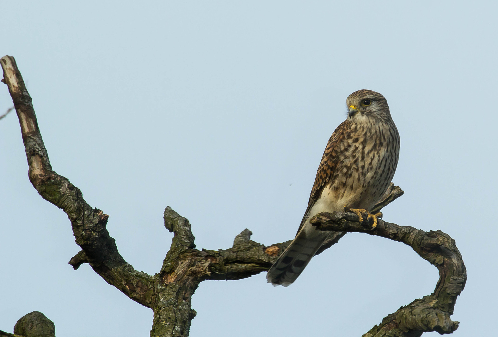 Canon EF 100-400mm F4.5-5.6L IS USM sample photo. Miss kestrel on the lookout. photography