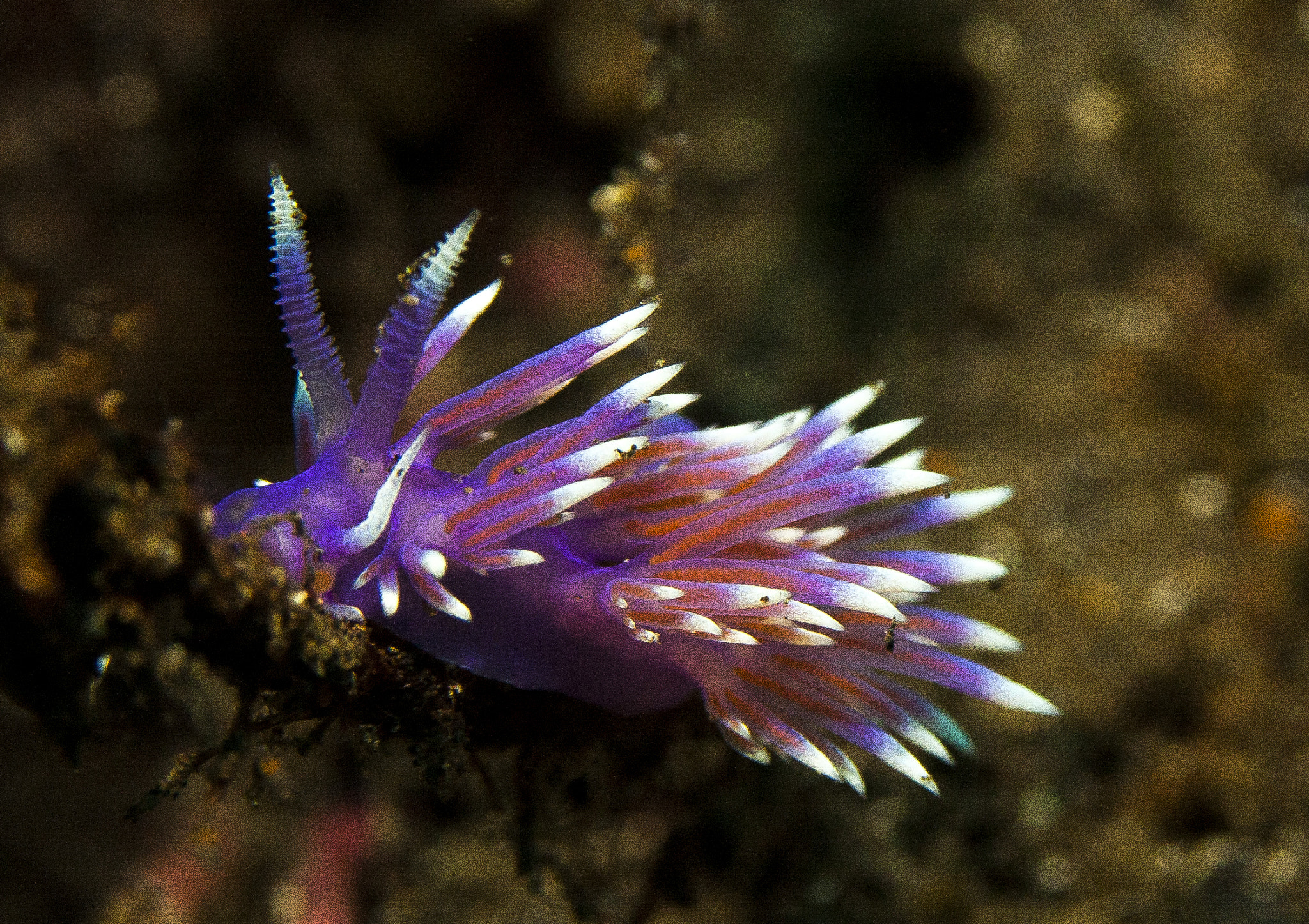 Canon EF-S 60mm F2.8 Macro USM sample photo. Nudibranch – flabellina affinis photography