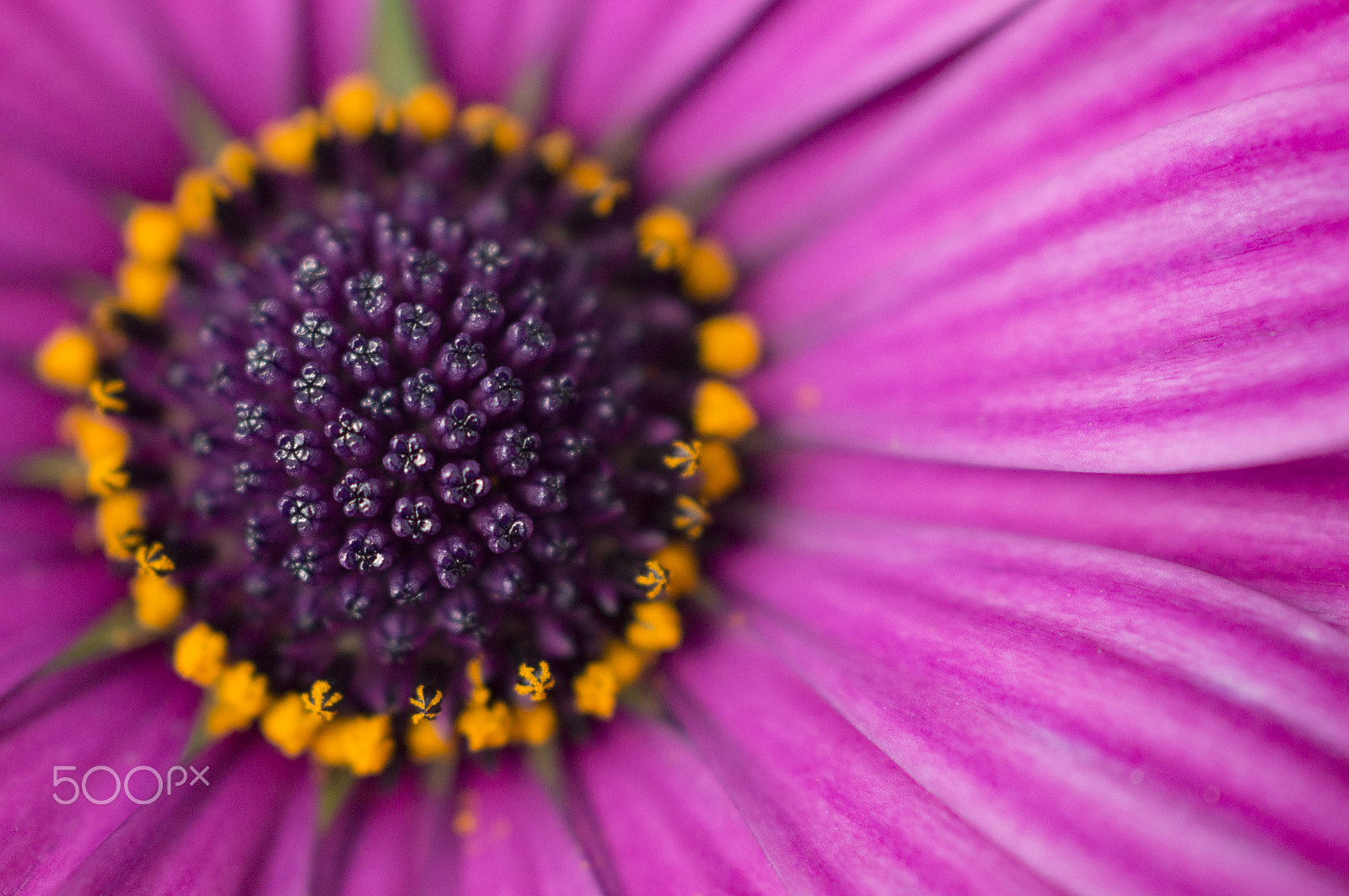 Sony 50mm F2.8 Macro sample photo. Ring of gold photography