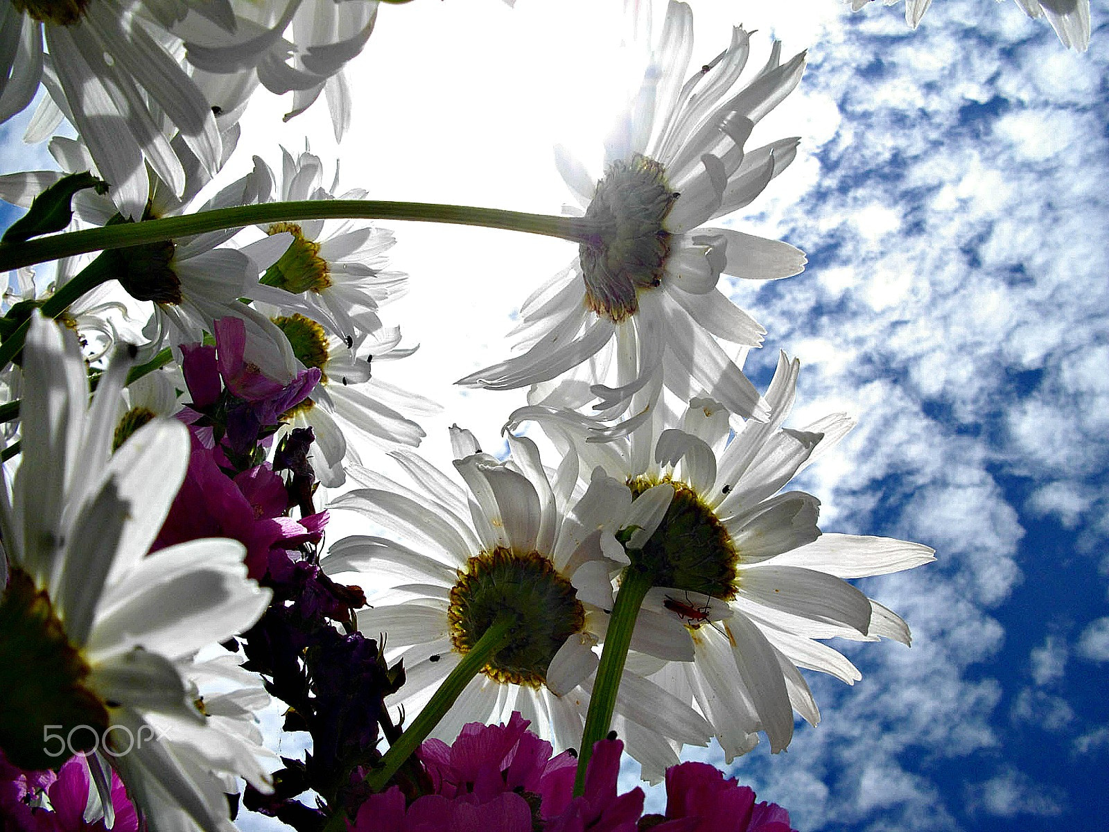 Pentax Optio E60 sample photo. Falling asleep under the daisies photography