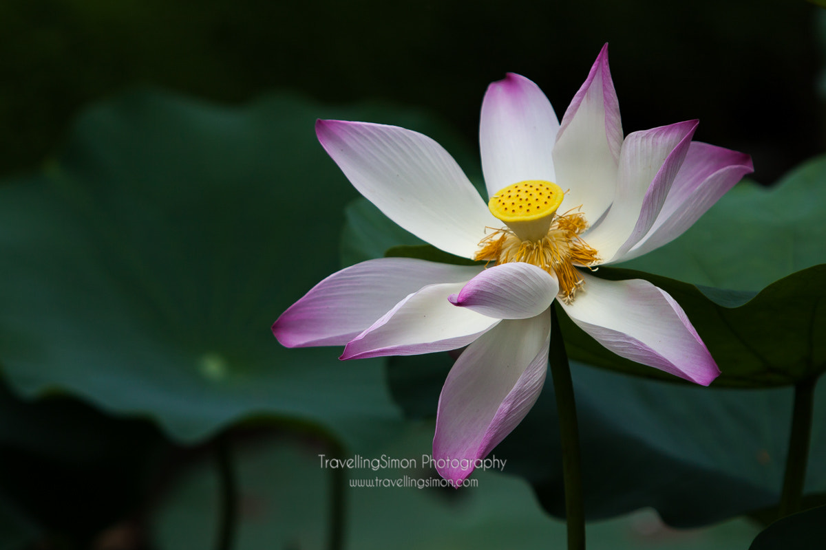 Canon EOS 40D + Canon EF 70-200mm F2.8L IS USM sample photo. The lotus flower photography