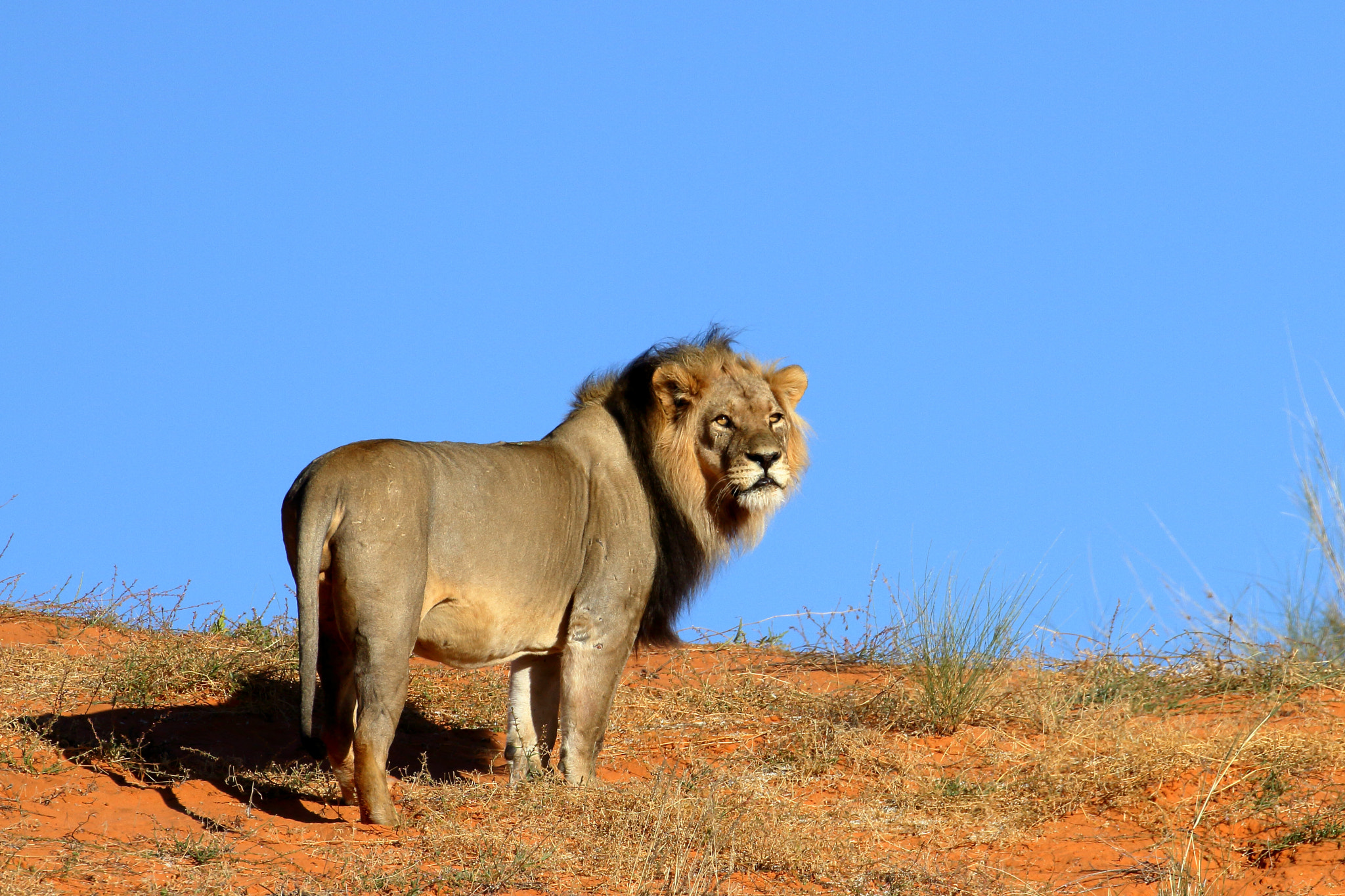 Canon EOS 7D + Canon EF 100-400mm F4.5-5.6L IS II USM sample photo. Lion- kalagadi transfrontier park, south africa photography