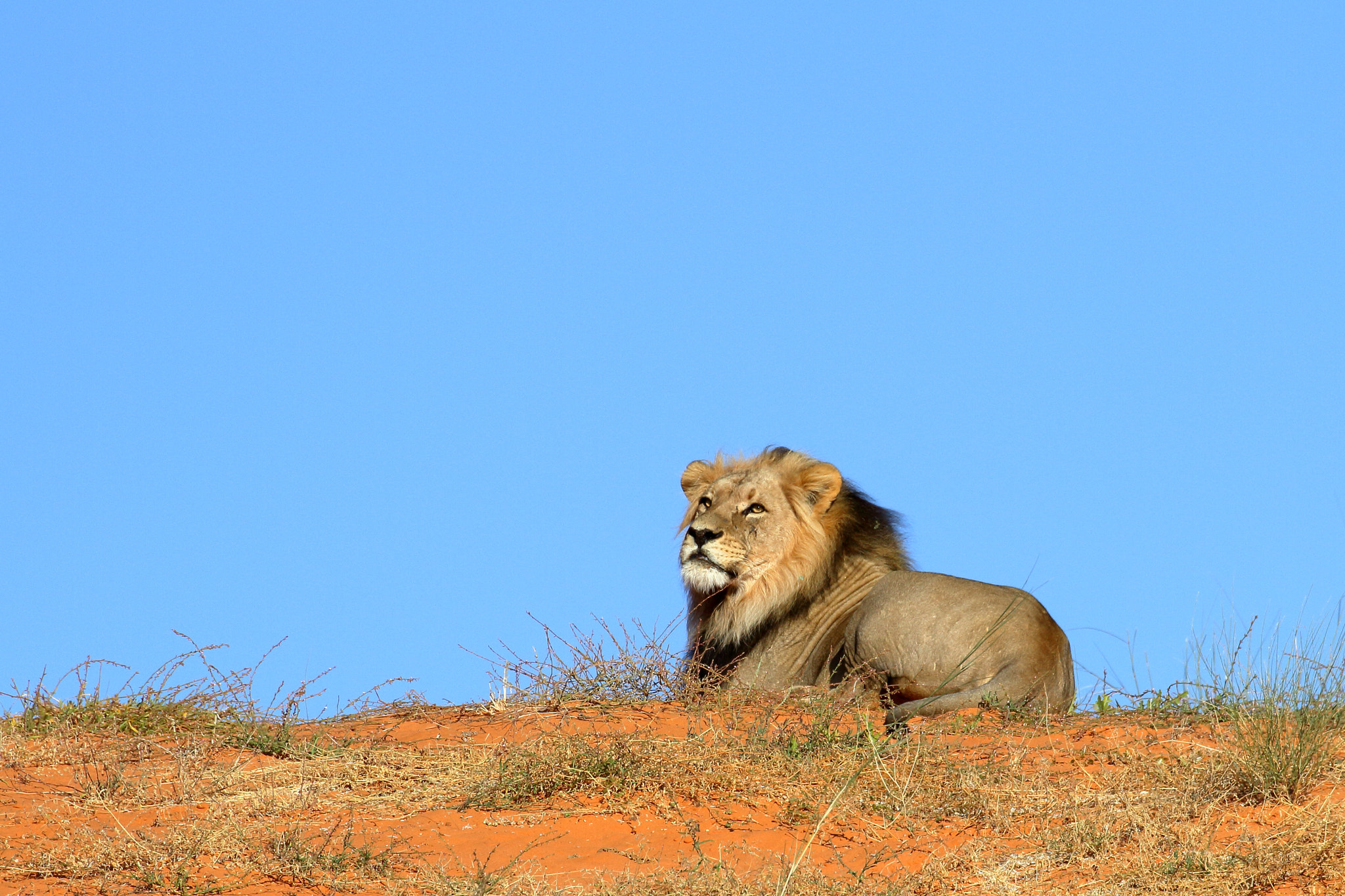 Canon EOS 7D + Canon EF 100-400mm F4.5-5.6L IS II USM sample photo. Lion- kalagadi transfrontier park, south africa photography