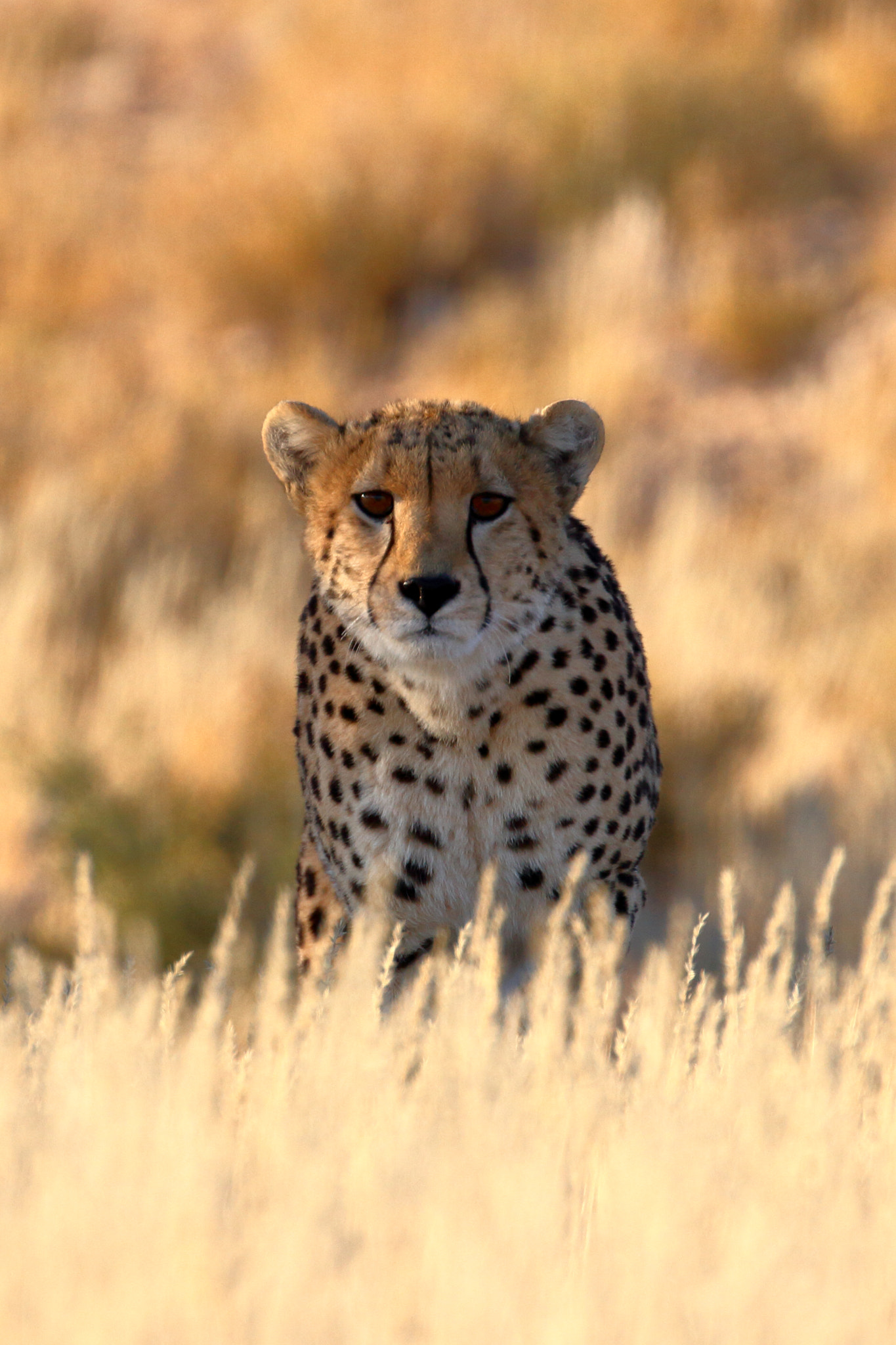 Canon EOS 7D + Canon EF 100-400mm F4.5-5.6L IS II USM sample photo. Cheetah- kalagadi transfrontier park, south africa photography