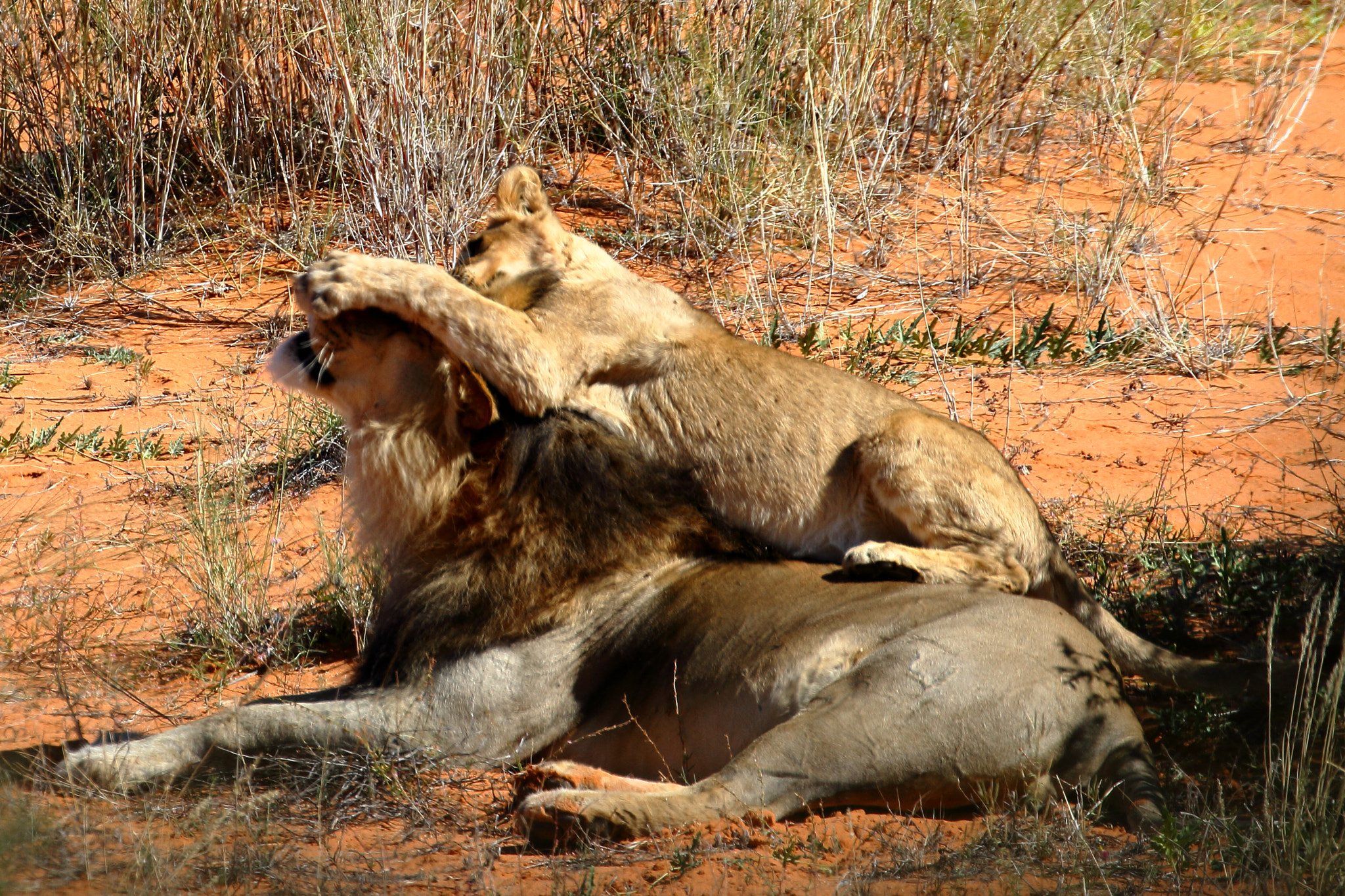 Canon EOS 7D + Canon EF 100-400mm F4.5-5.6L IS II USM sample photo. Lion- kalagadi transfrontier park, south africa photography
