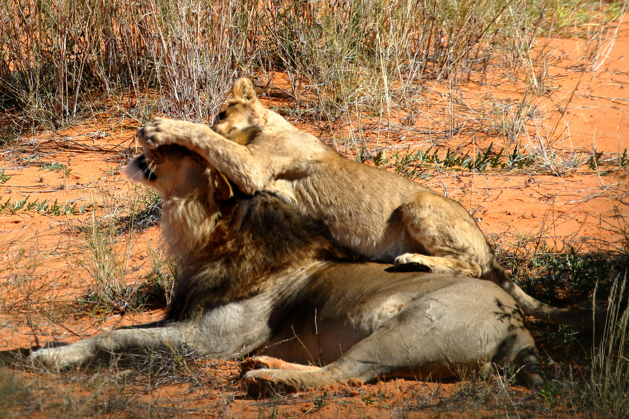 Canon EF 100-400mm F4.5-5.6L IS II USM sample photo. Lion- kalagadi transfrontier park, south africa photography
