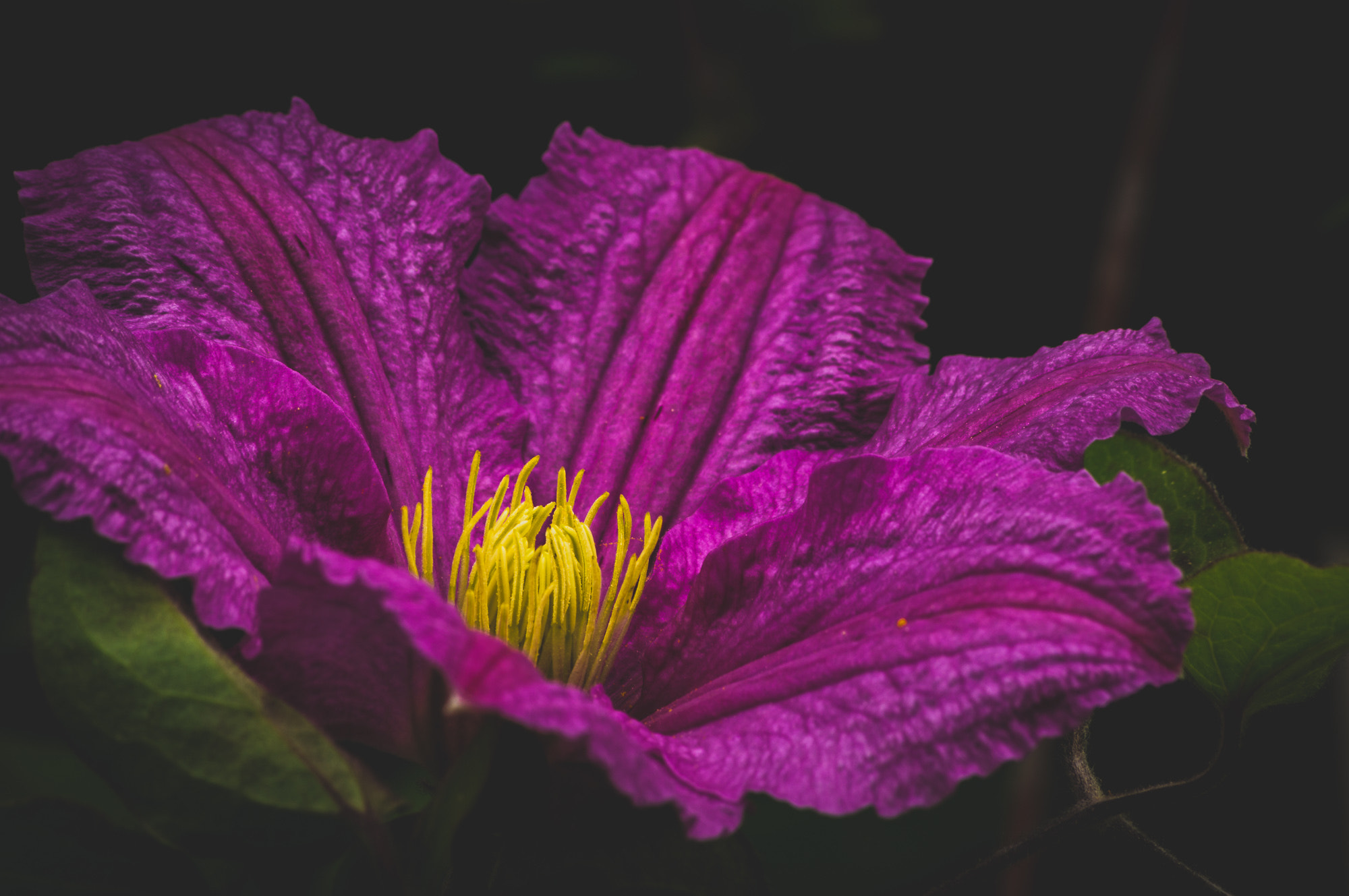 Sony 75-300mm F4.5-5.6 sample photo. Purple queen photography