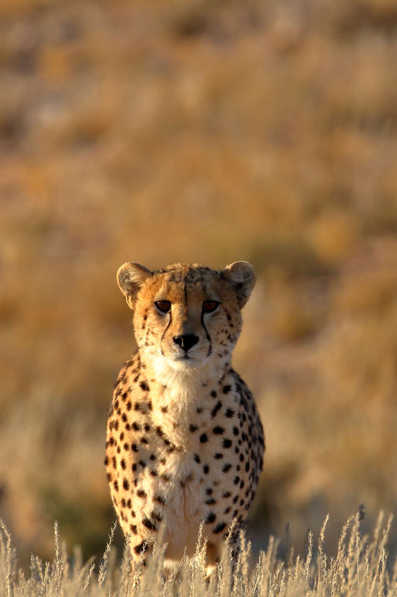 Canon EF 100-400mm F4.5-5.6L IS II USM sample photo. Cheetah- kalagadi transfrontier park, south africa photography